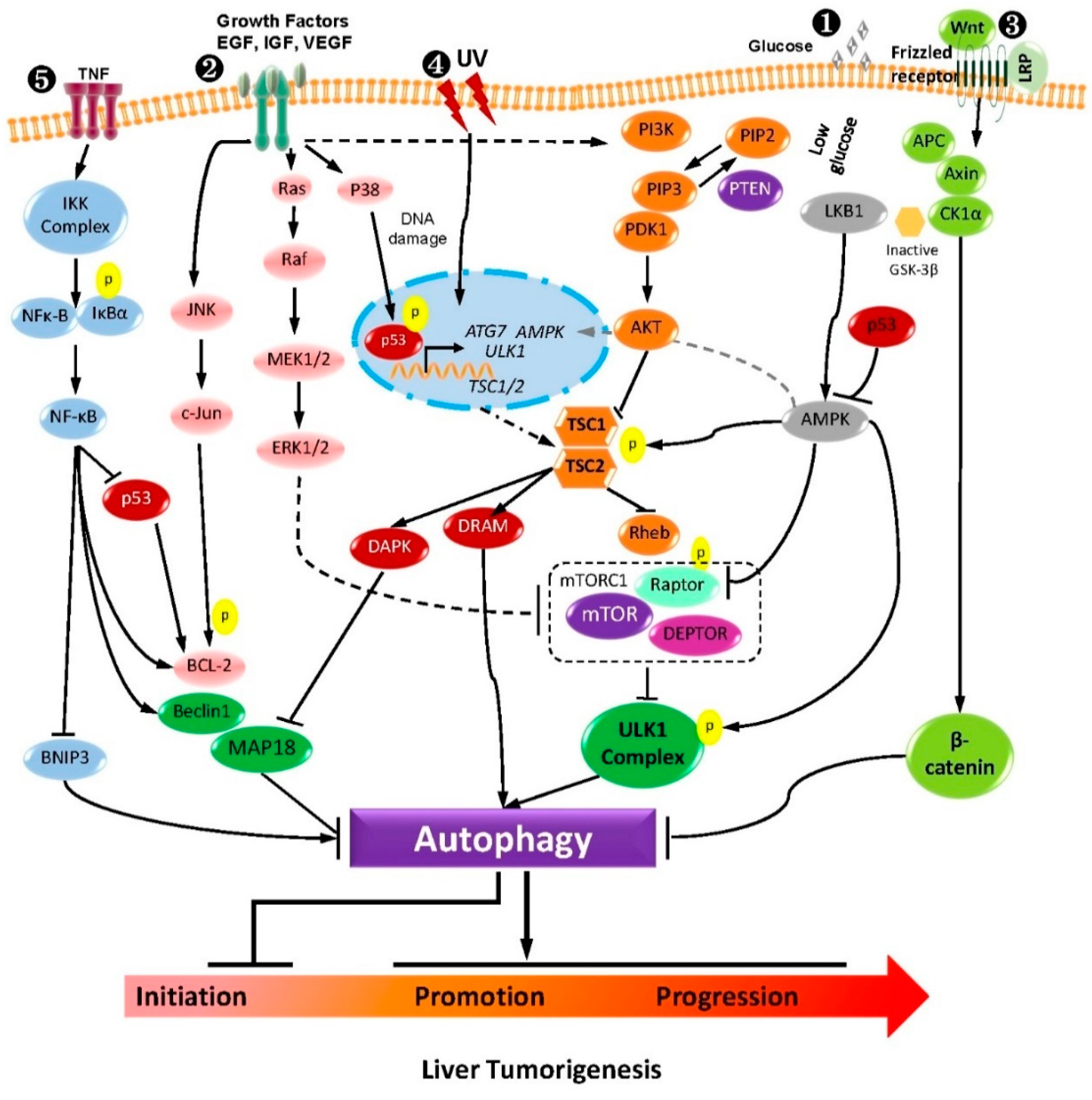 Pharmaceuticals 13 00432 g002 Pharmaceuticals 13 00432 g002