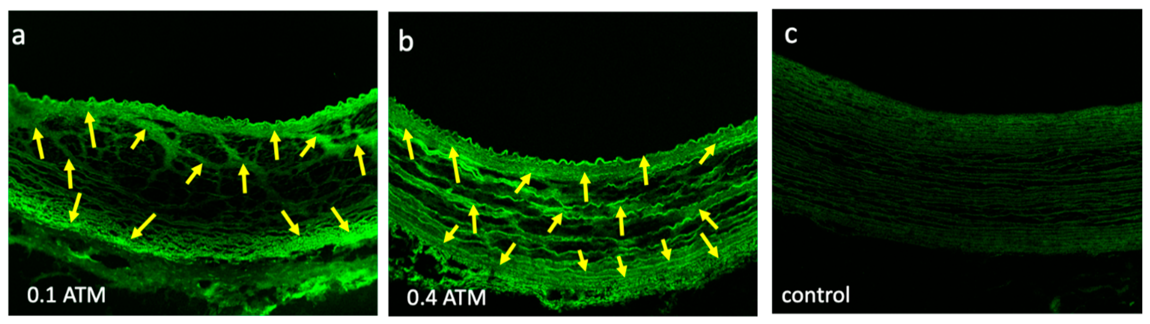 Pharmaceuticals 13 00434 g004 Pharmaceuticals 13 00434 g004
