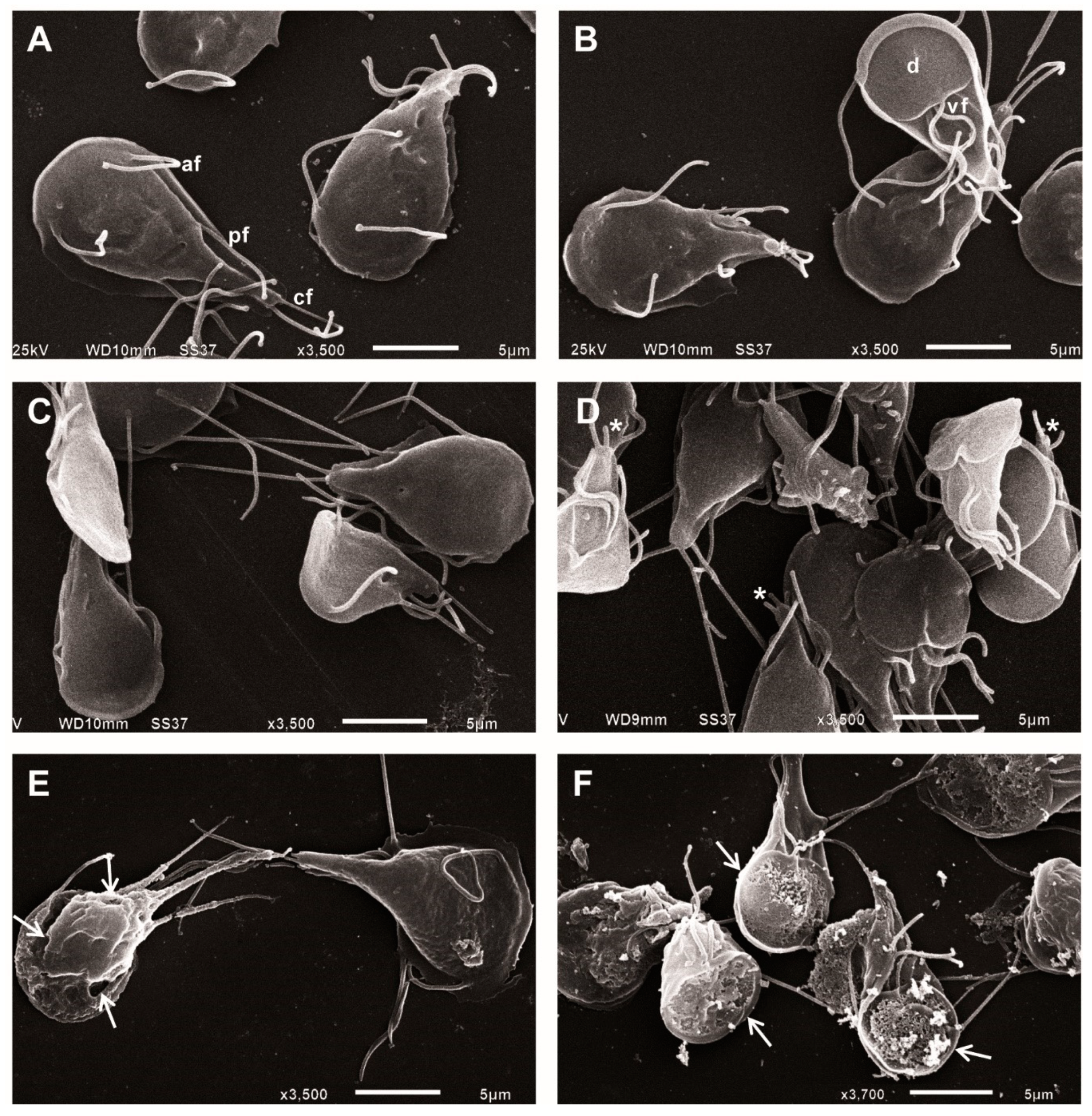 Pharmaceuticals 13 00440 g002 Pharmaceuticals 13 00440 g002