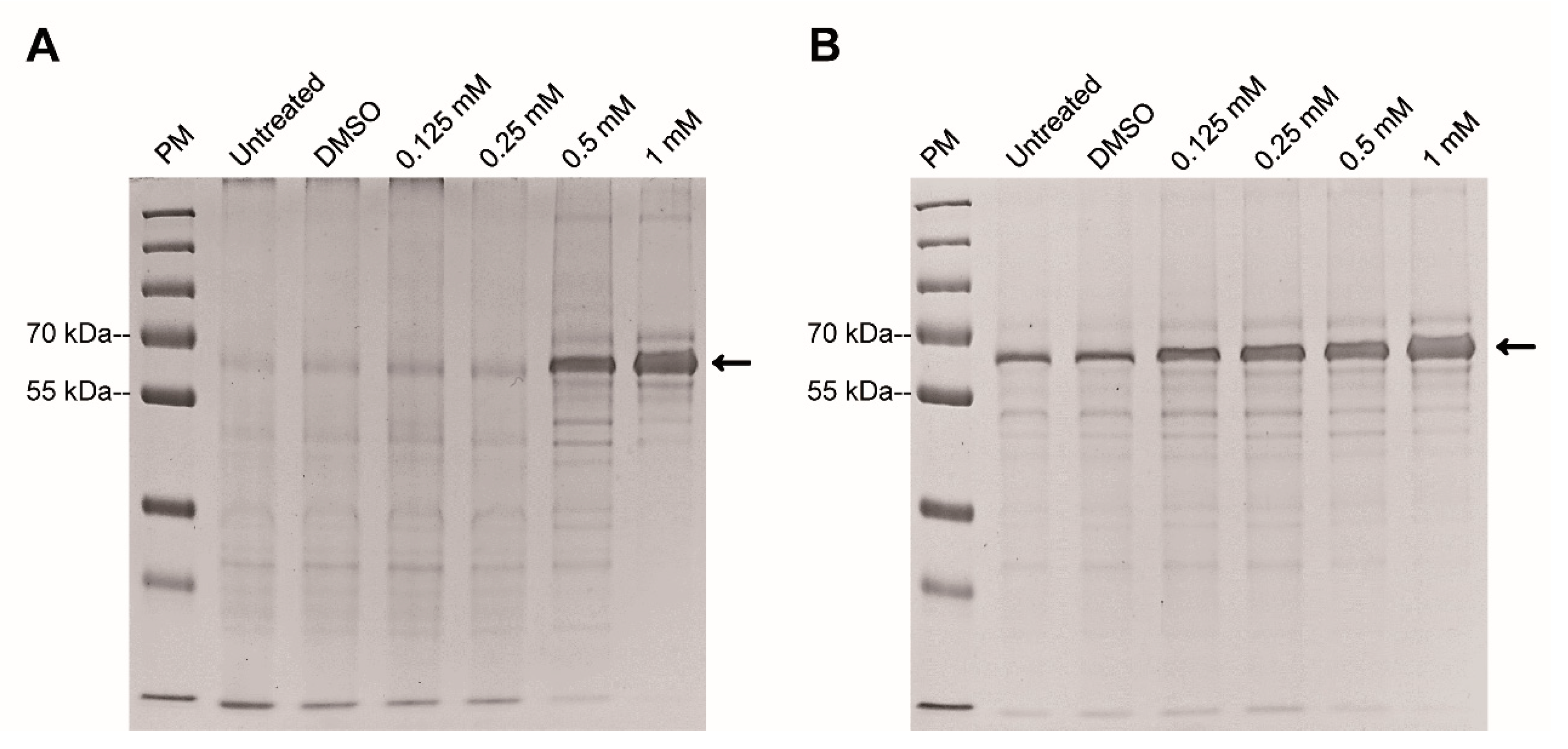 Pharmaceuticals 13 00440 g004 Pharmaceuticals 13 00440 g004