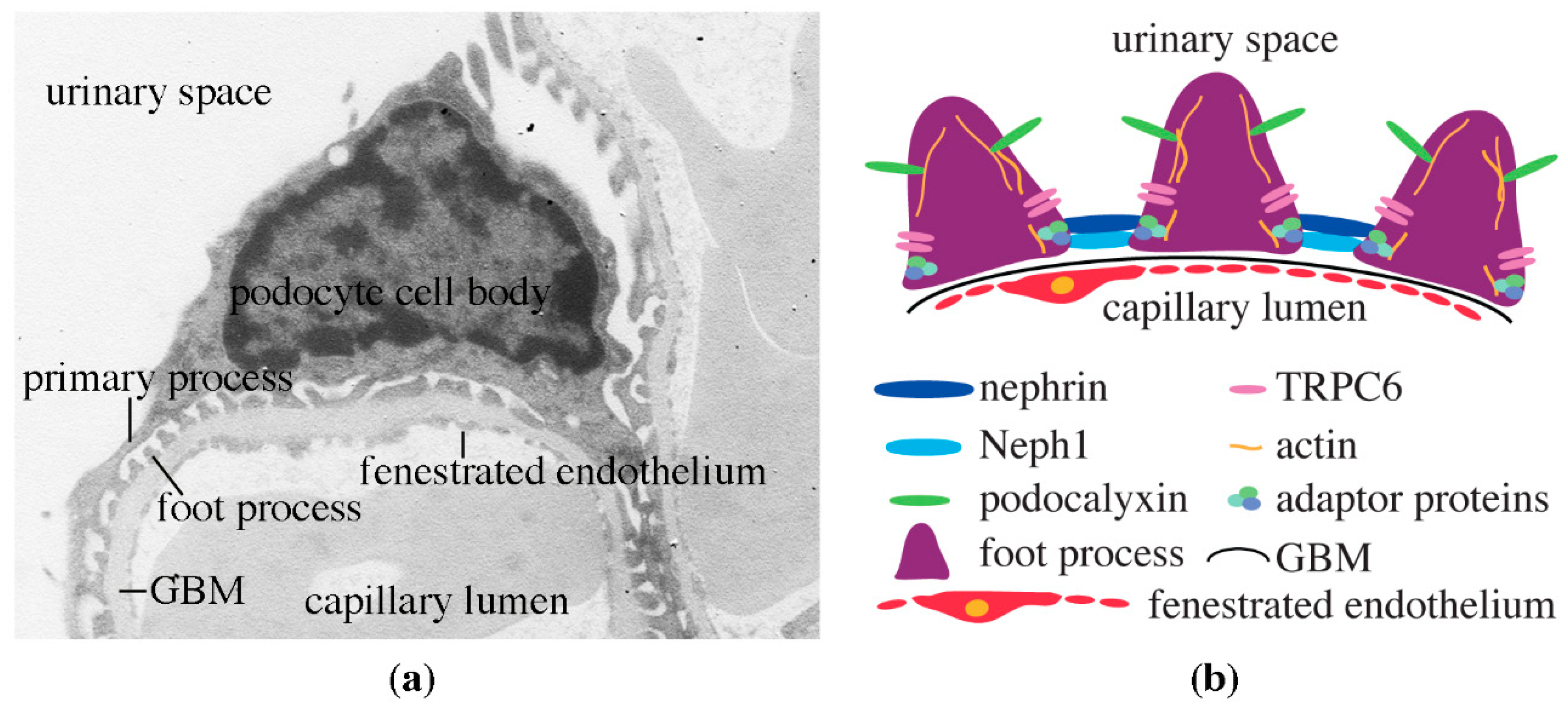 Pharmaceuticals Free Full Text Metformin Protects Against Podocyte Injury In Diabetic Kidney Disease Html