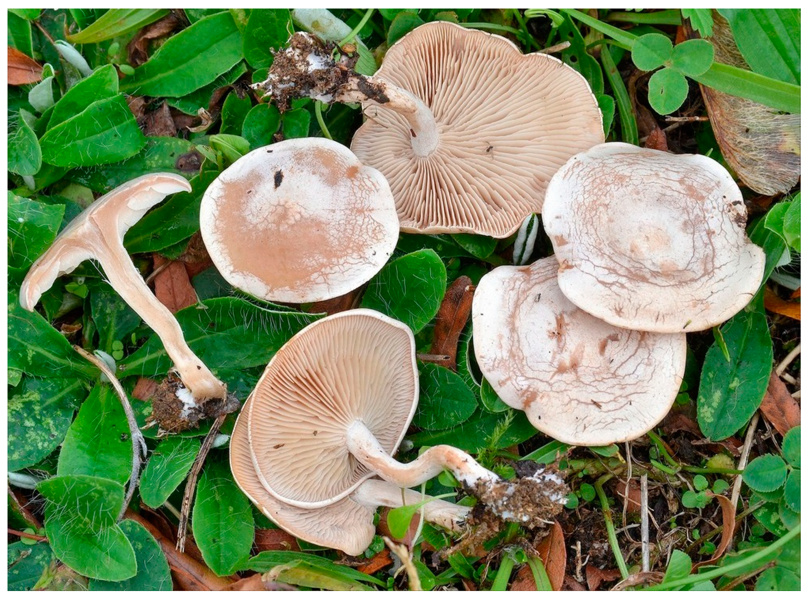 Pharmaceuticals 13 00454 g006