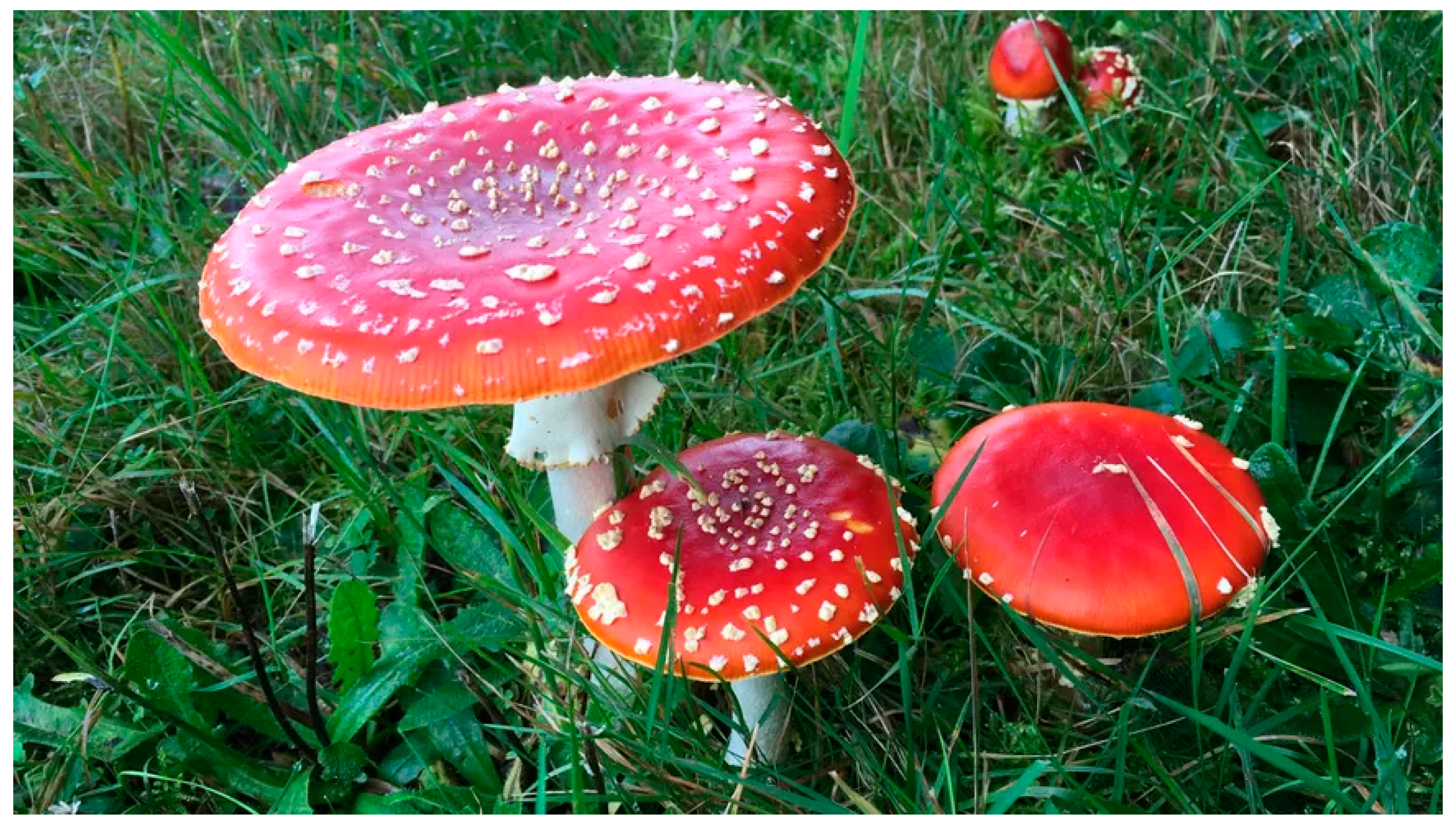 Pharmaceuticals 13 00454 g009