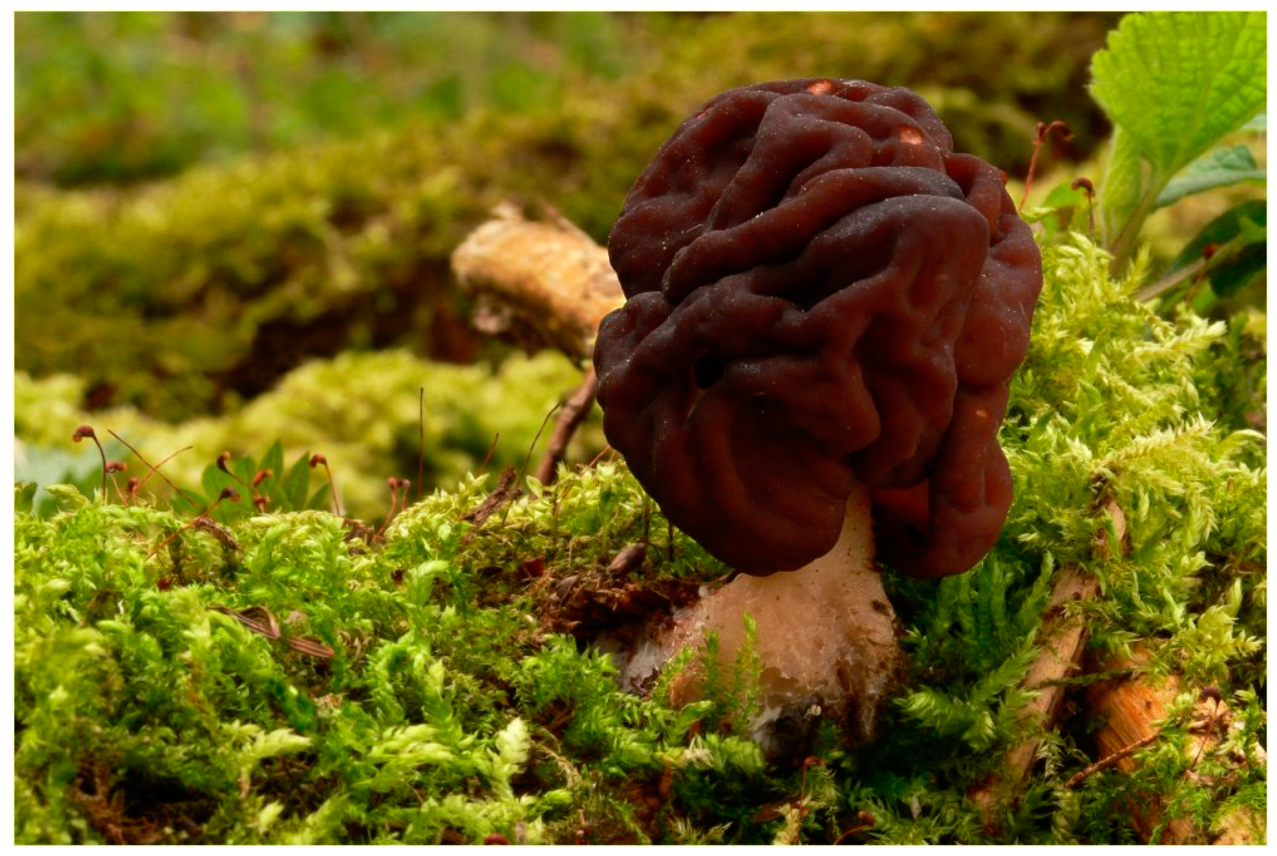 Pharmaceuticals 13 00454 g011