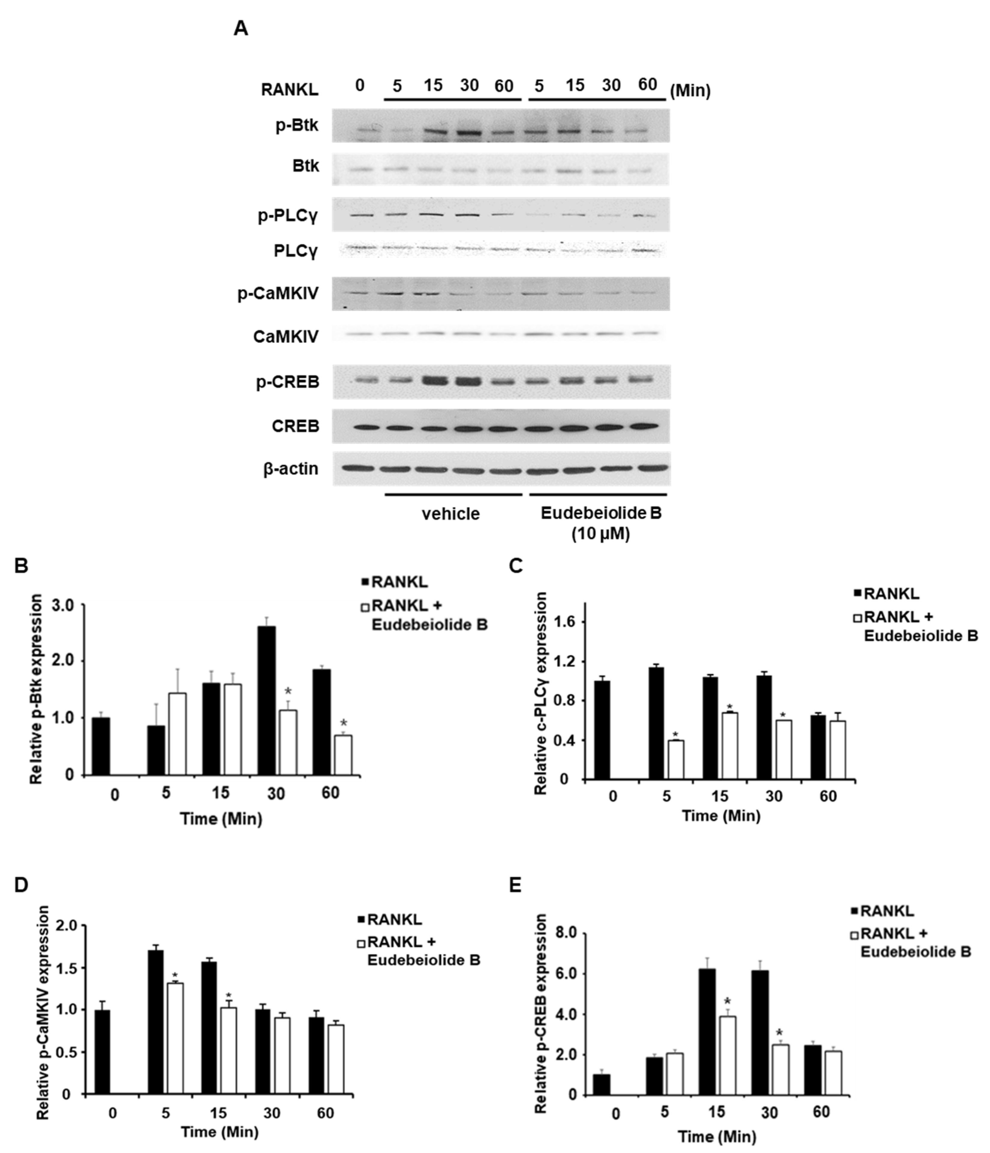 Pharmaceuticals 13 00468 g004