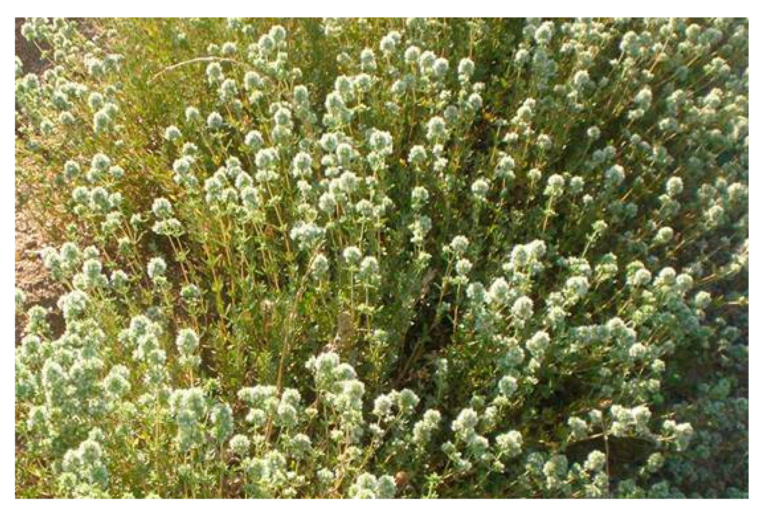 Pharmaceuticals 13 00479 g001 Pharmaceuticals 13 00479 g001