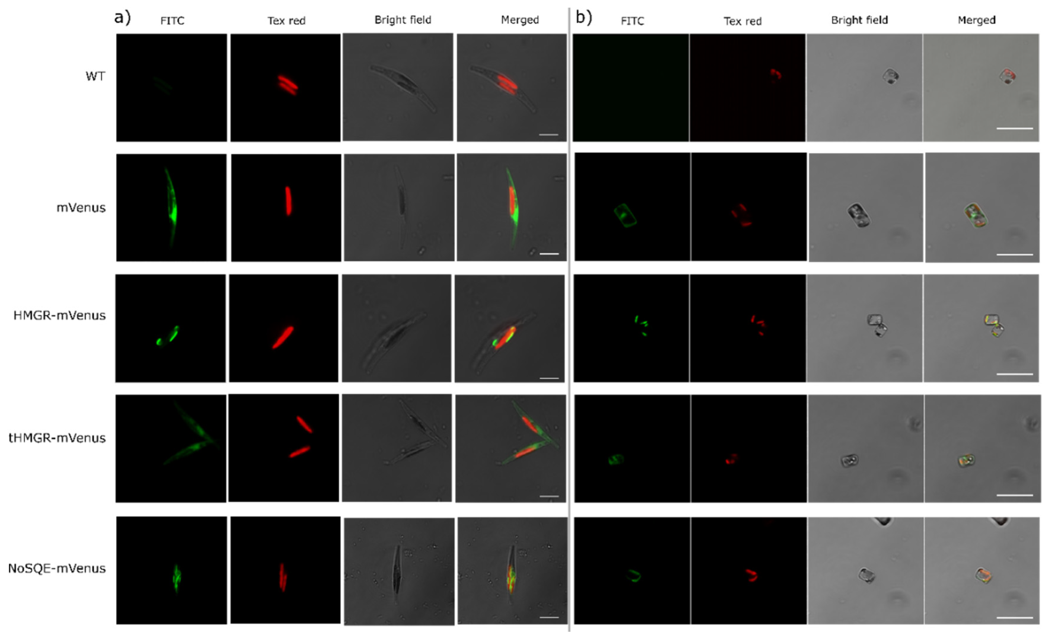 Pharmaceuticals 13 00481 g003