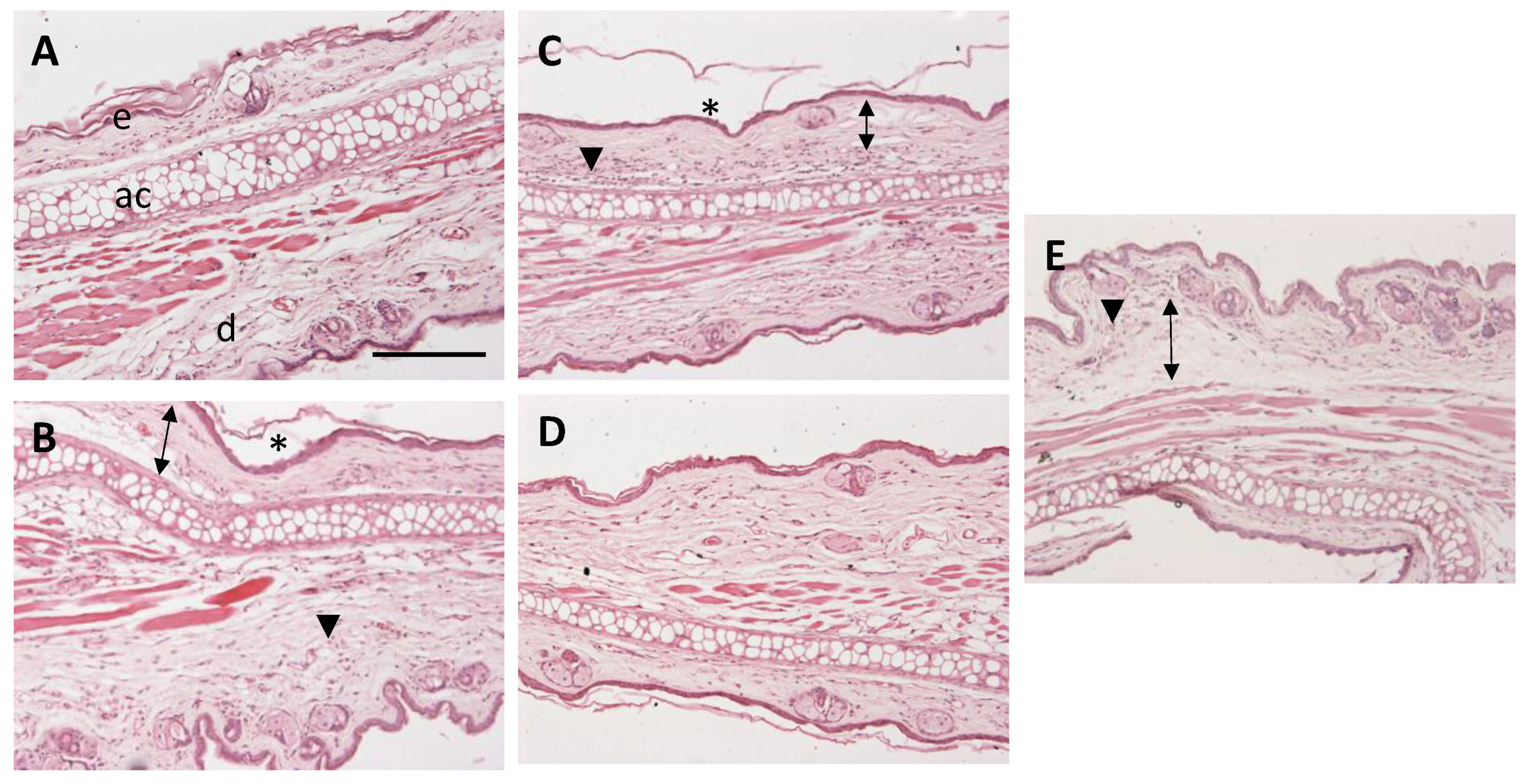 Pharmaceuticals 13 00484 g011 Pharmaceuticals 13 00484 g011