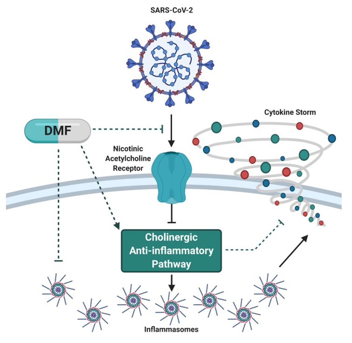Pharmaceuticals | Free Full-Text | Calming the (Cytokine) Storm: Dimethyl  Fumarate as a Therapeutic Candidate for COVID-19 | HTML