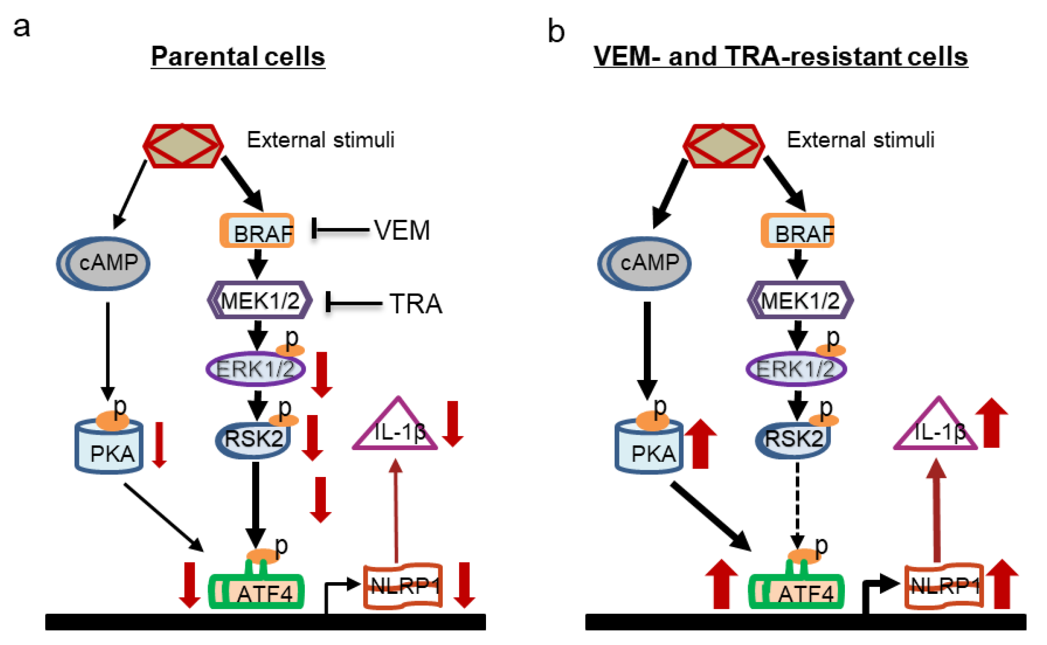 Pharmaceuticals 14 00023 g006