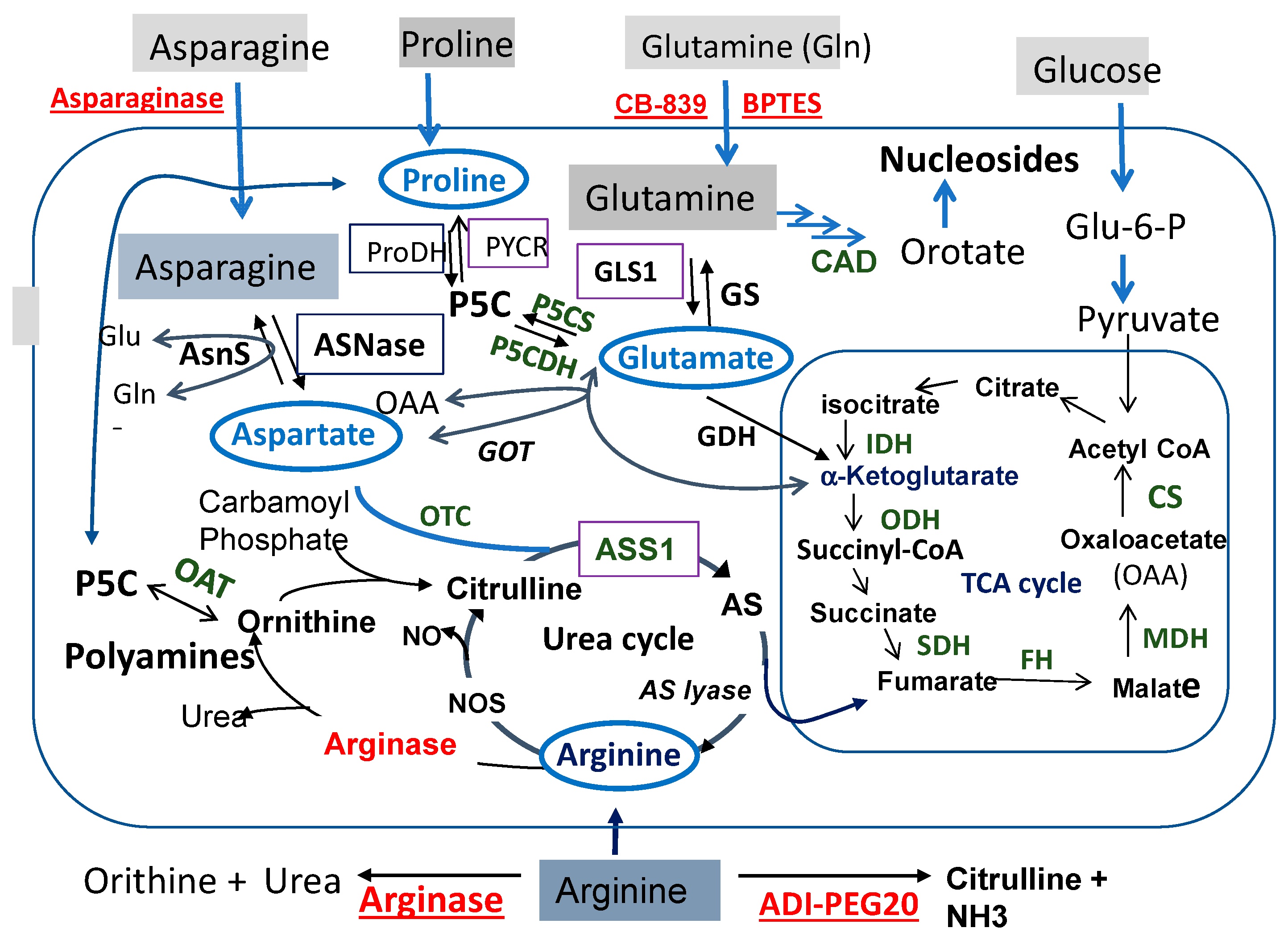 Pharmaceuticals Free Full Text Targeting The Proline Glutamine Asparagine Arginine Metabolic Axis In Amino Acid Starvation Cancer Therapy Html