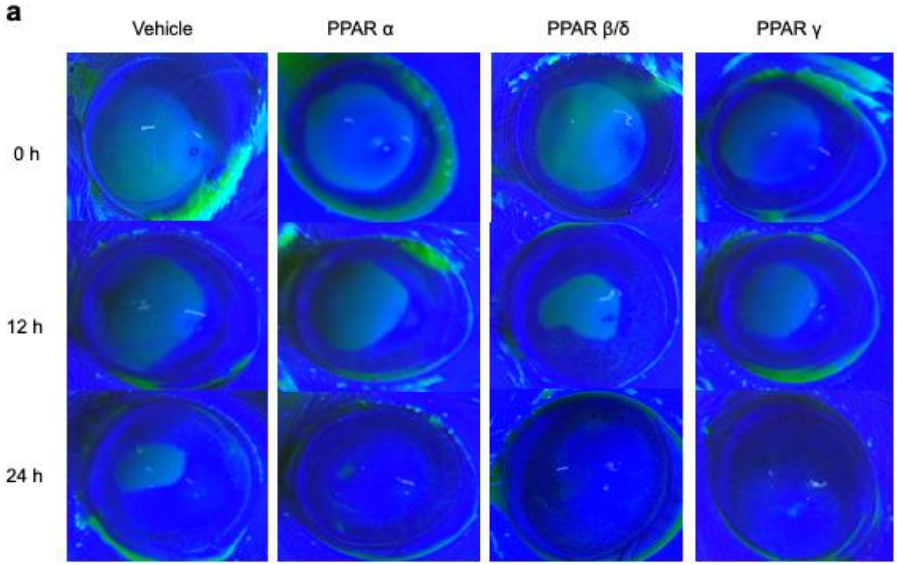 Pharmaceuticals 14 00088 g002a Pharmaceuticals 14 00088 g002a