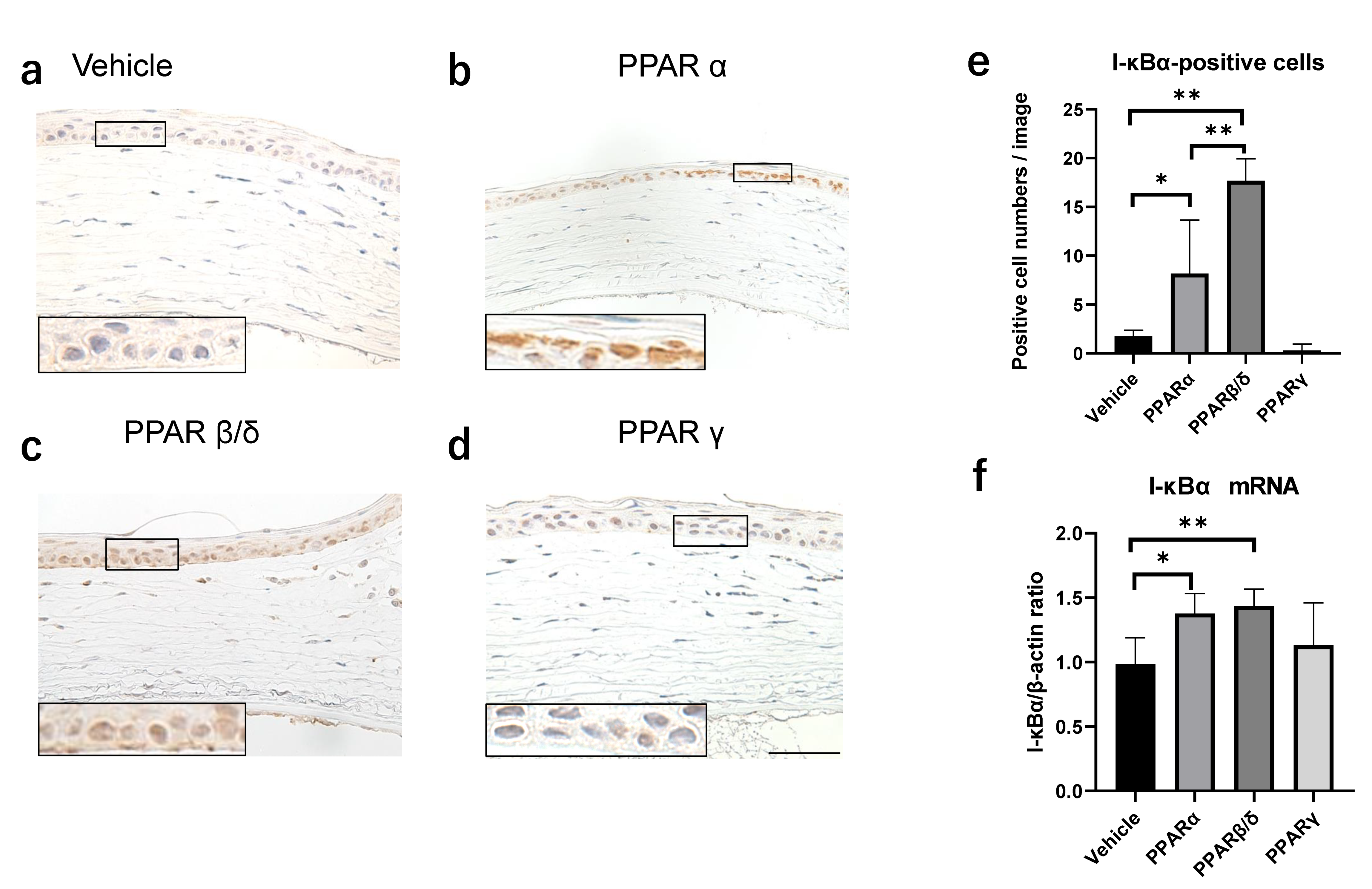 Pharmaceuticals 14 00088 g005a Pharmaceuticals 14 00088 g005a