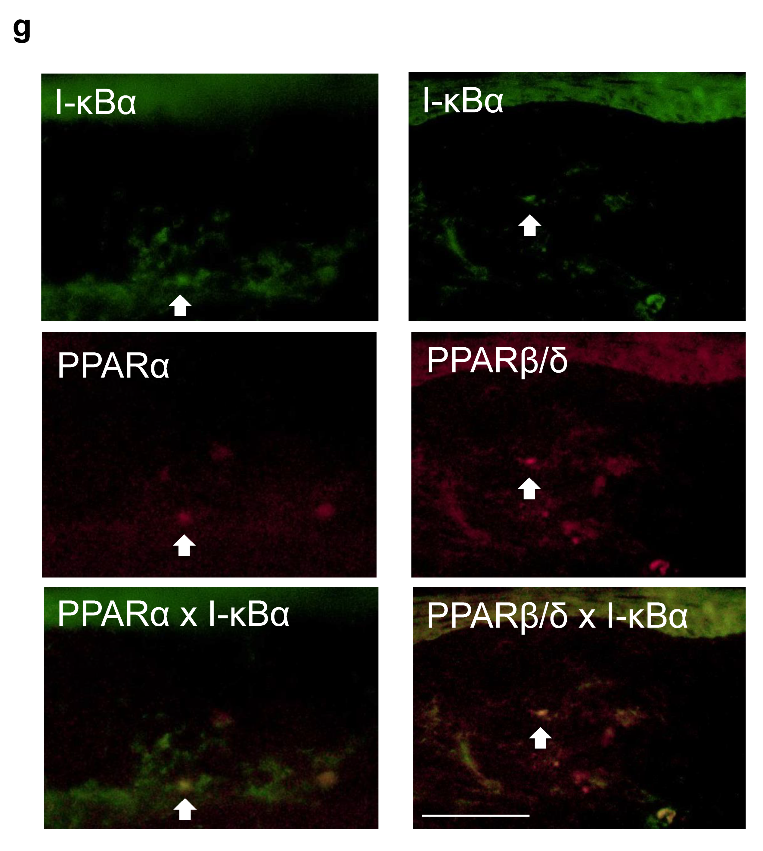 Pharmaceuticals 14 00088 g005b Pharmaceuticals 14 00088 g005b