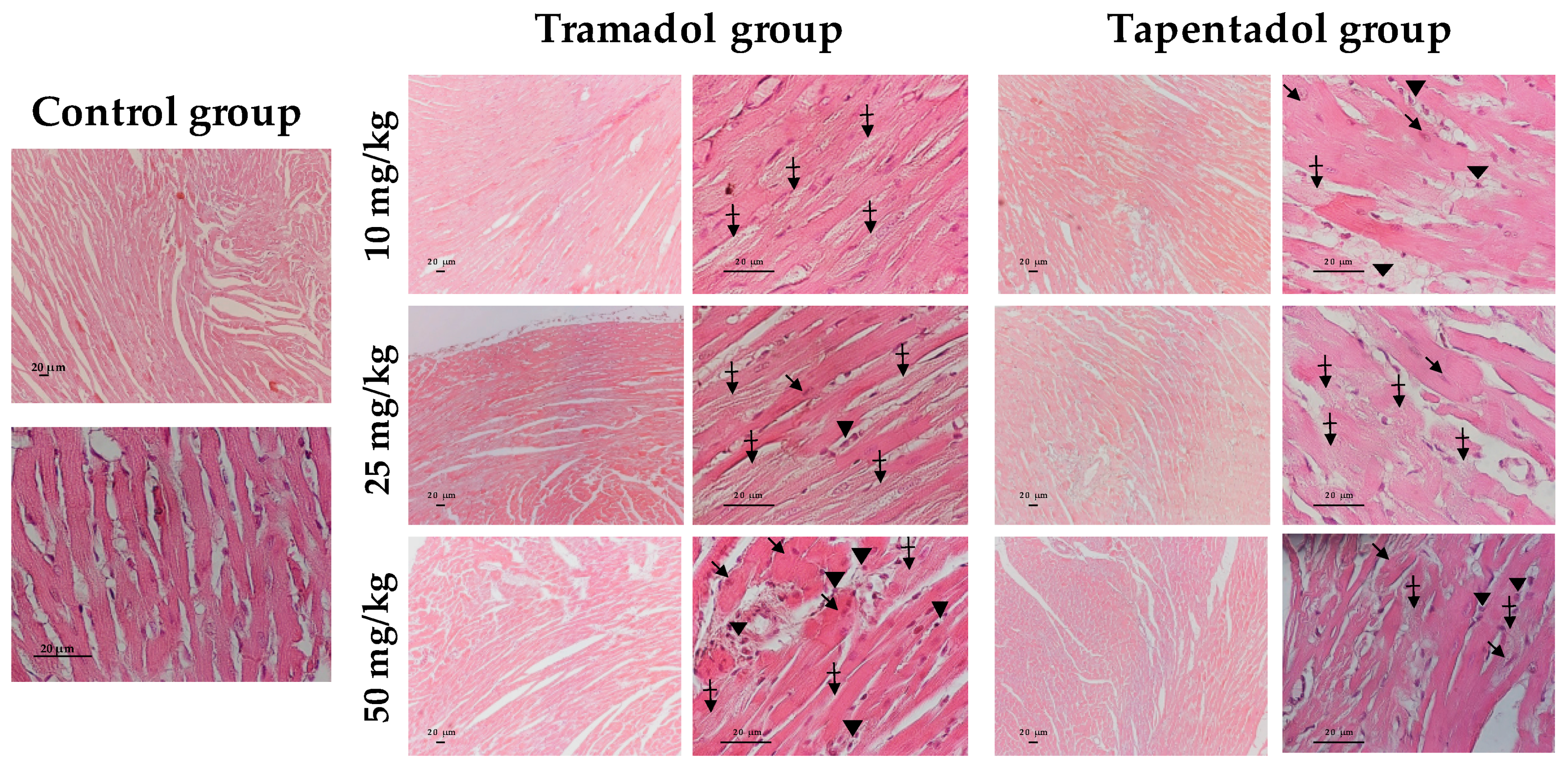 Pharmaceuticals 14 00097 g006 Pharmaceuticals 14 00097 g006