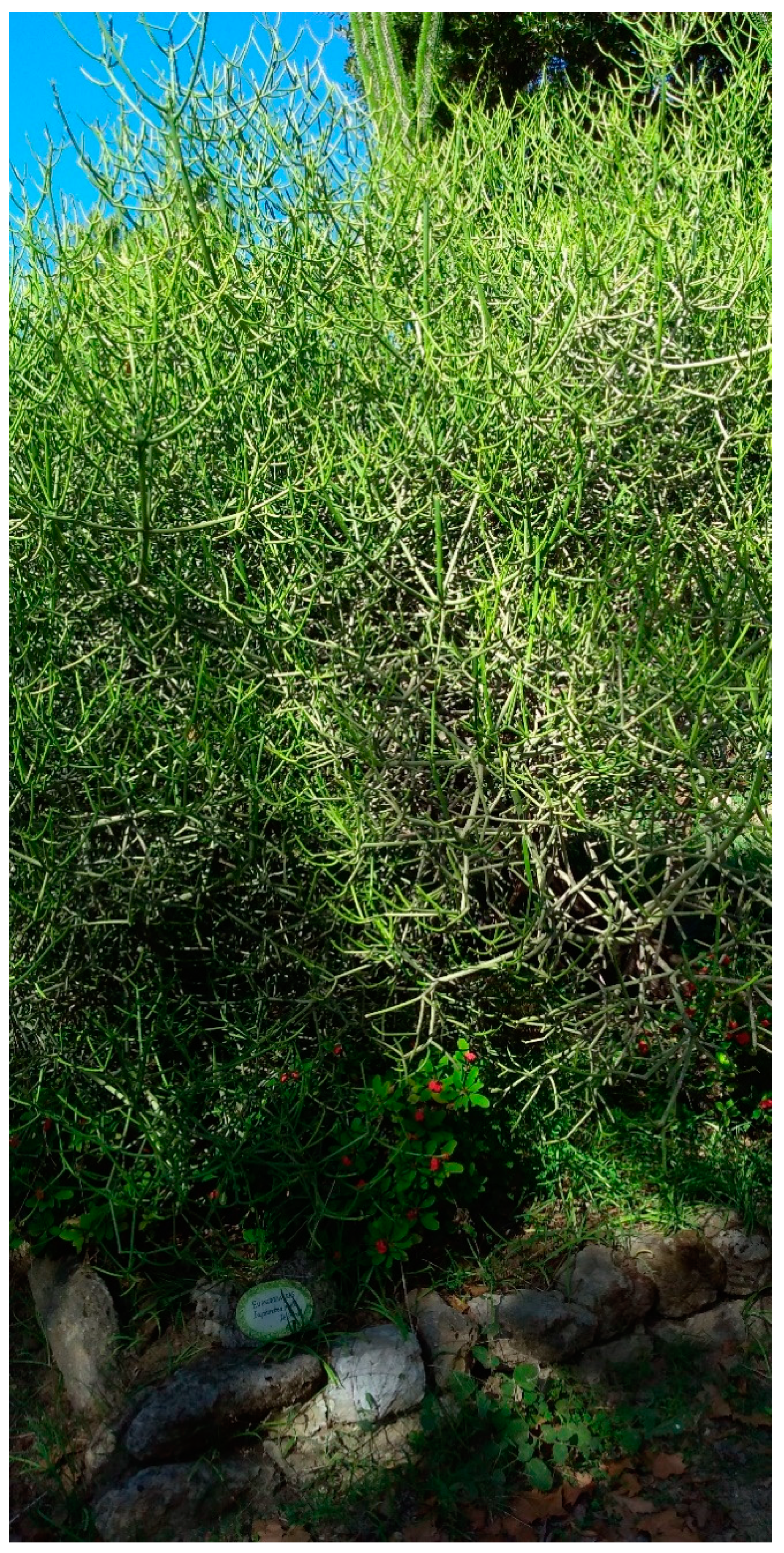 Pharmaceuticals 14 00111 g001 Pharmaceuticals 14 00111 g001