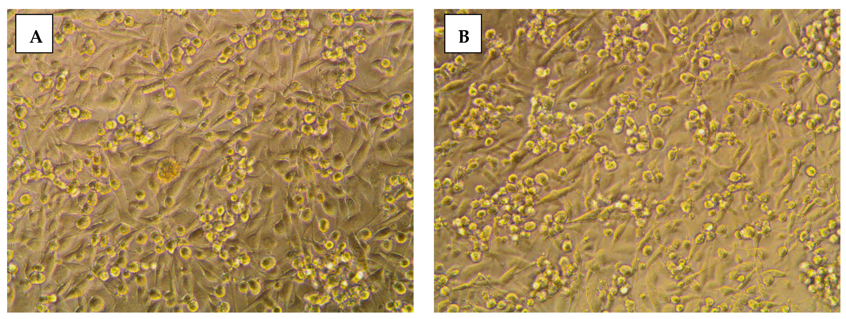 Pharmaceuticals 14 00113 g004a