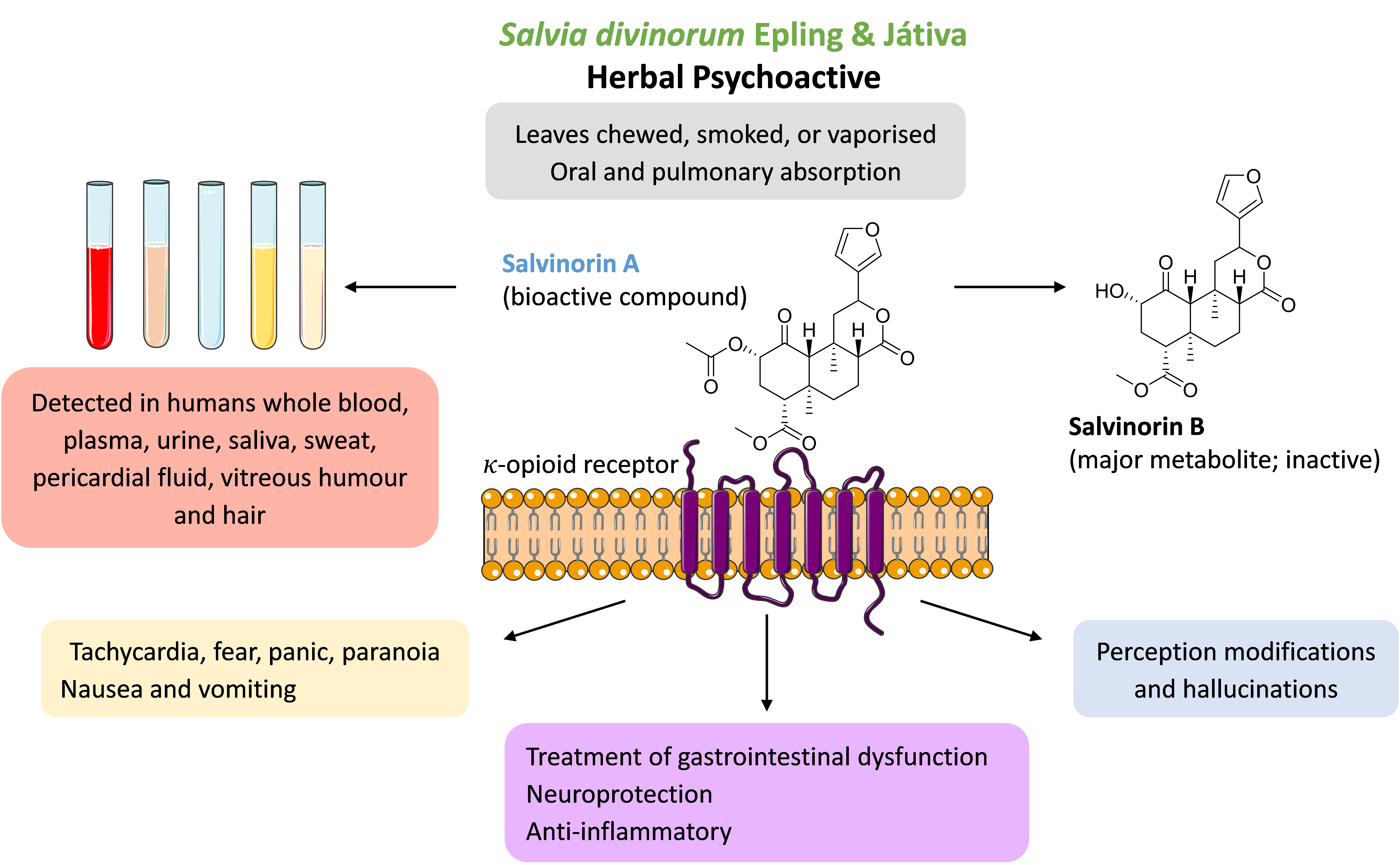 Pharmaceuticals Free Full Text Pharmacokinetics And Pharmacodynamics Of Salvinorin A And Salvia Divinorum Clinical And Forensic Aspects Html