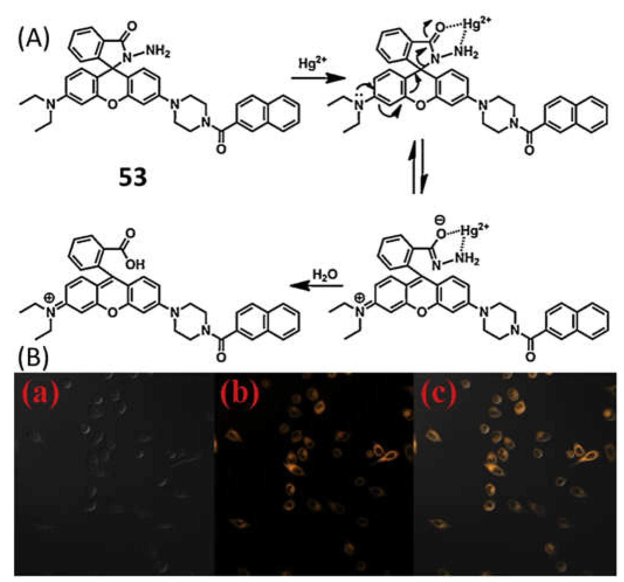 Pharmaceuticals 14 00123 g019 Pharmaceuticals 14 00123 g019