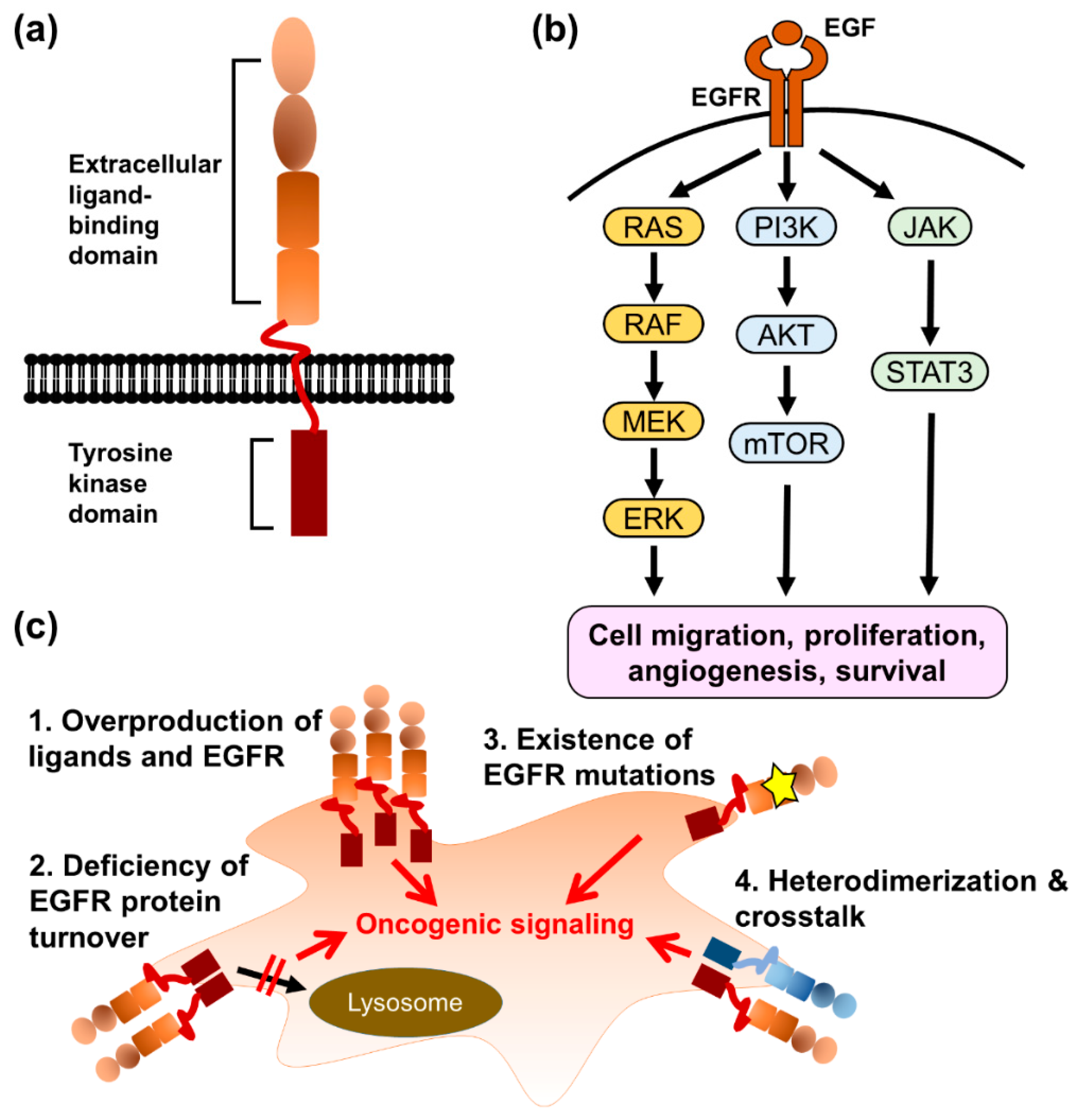 Pharmaceuticals 14 00130 g002