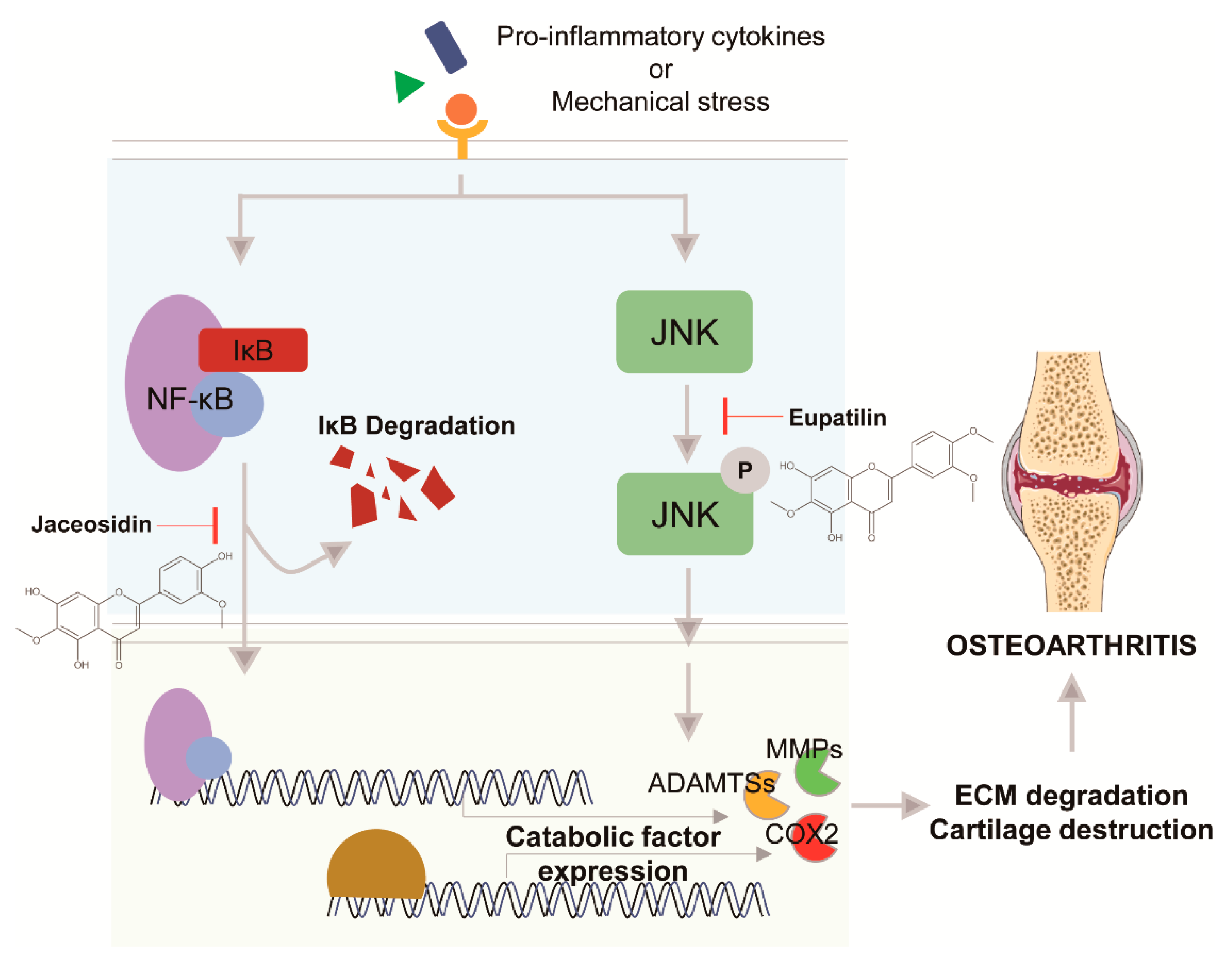 Pharmaceuticals 14 00131 g003 Pharmaceuticals 14 00131 g003