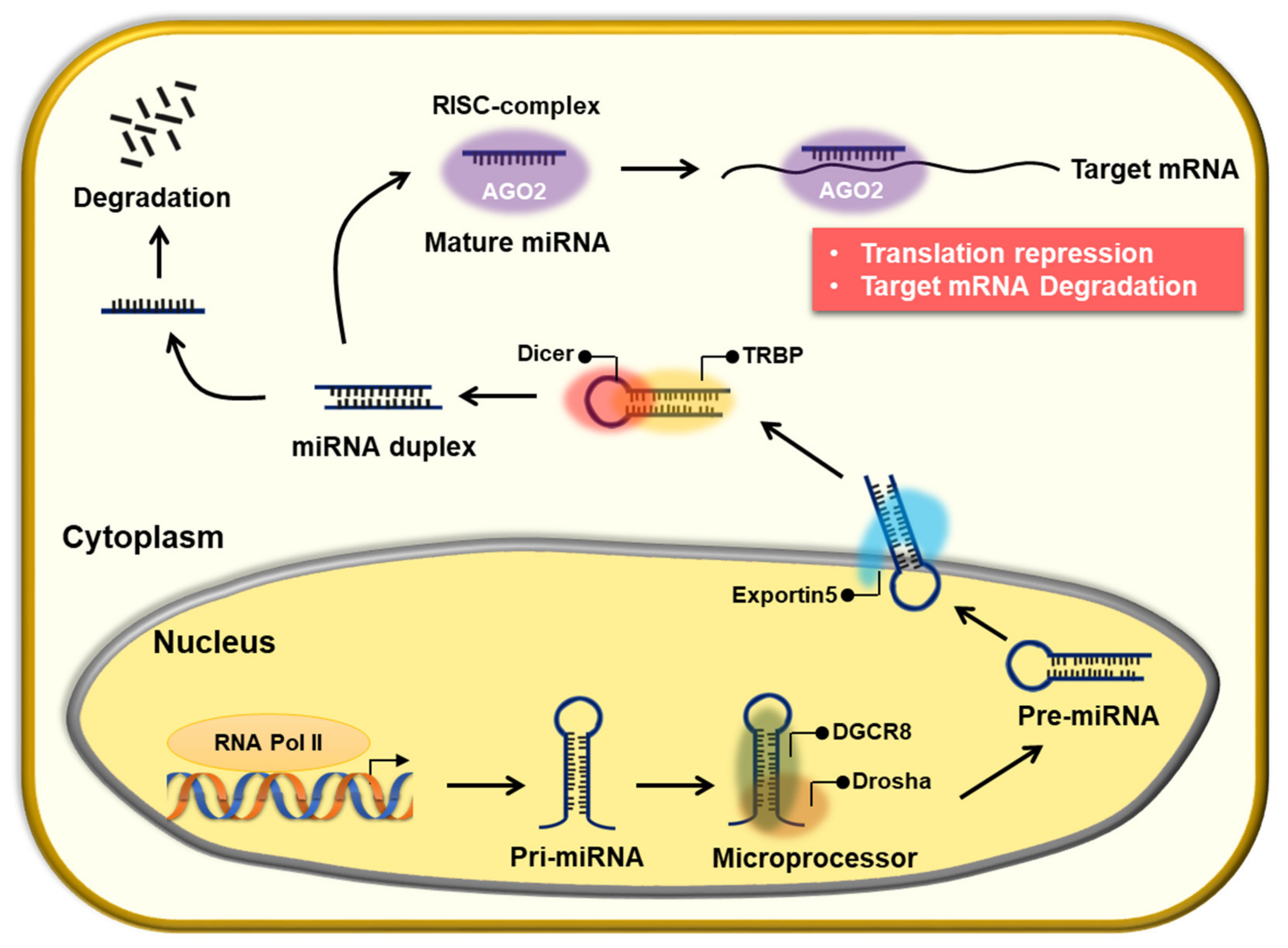 Pharmaceuticals 14 00136 g001