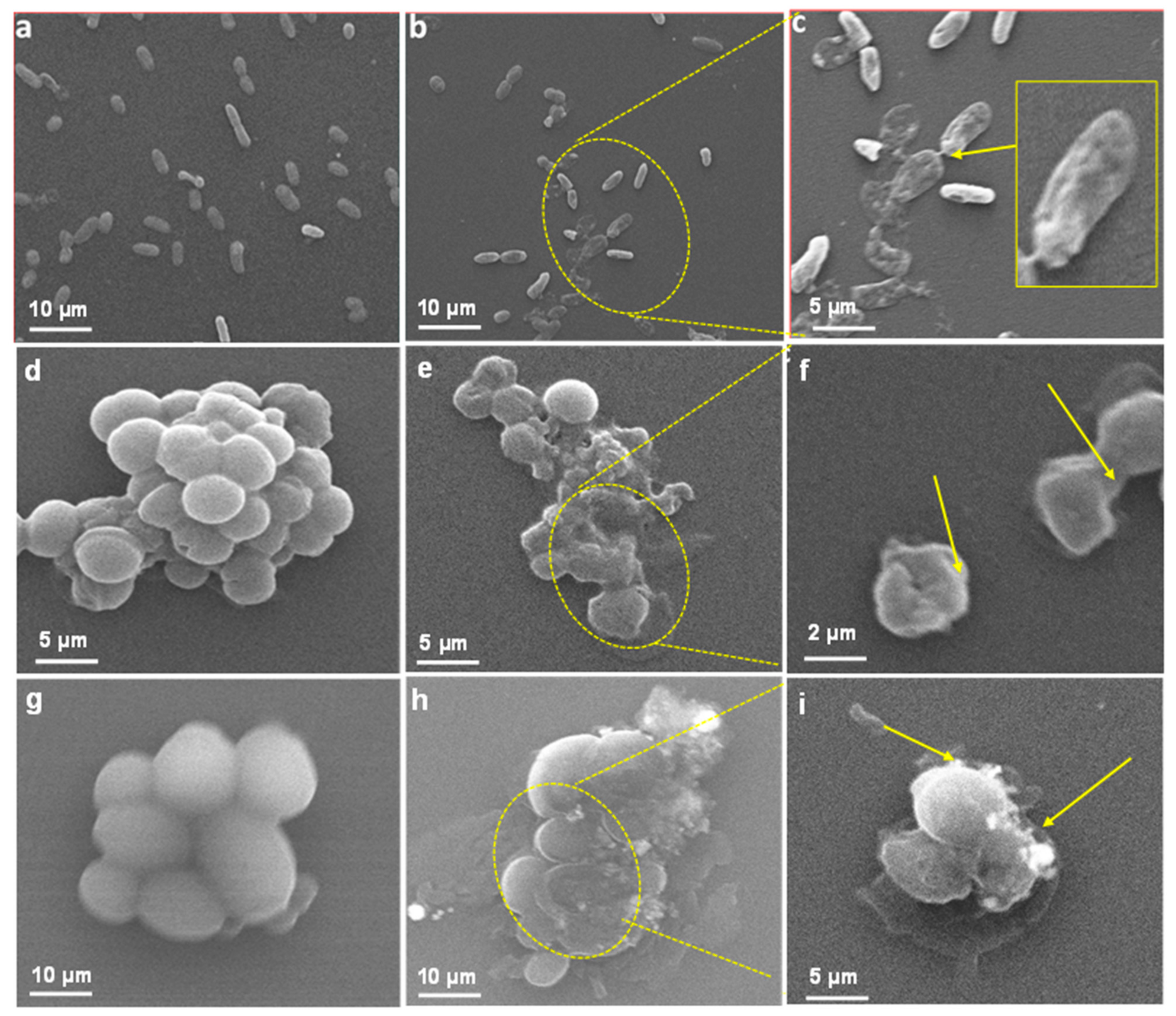 Pharmaceuticals 14 00139 g008 Pharmaceuticals 14 00139 g008