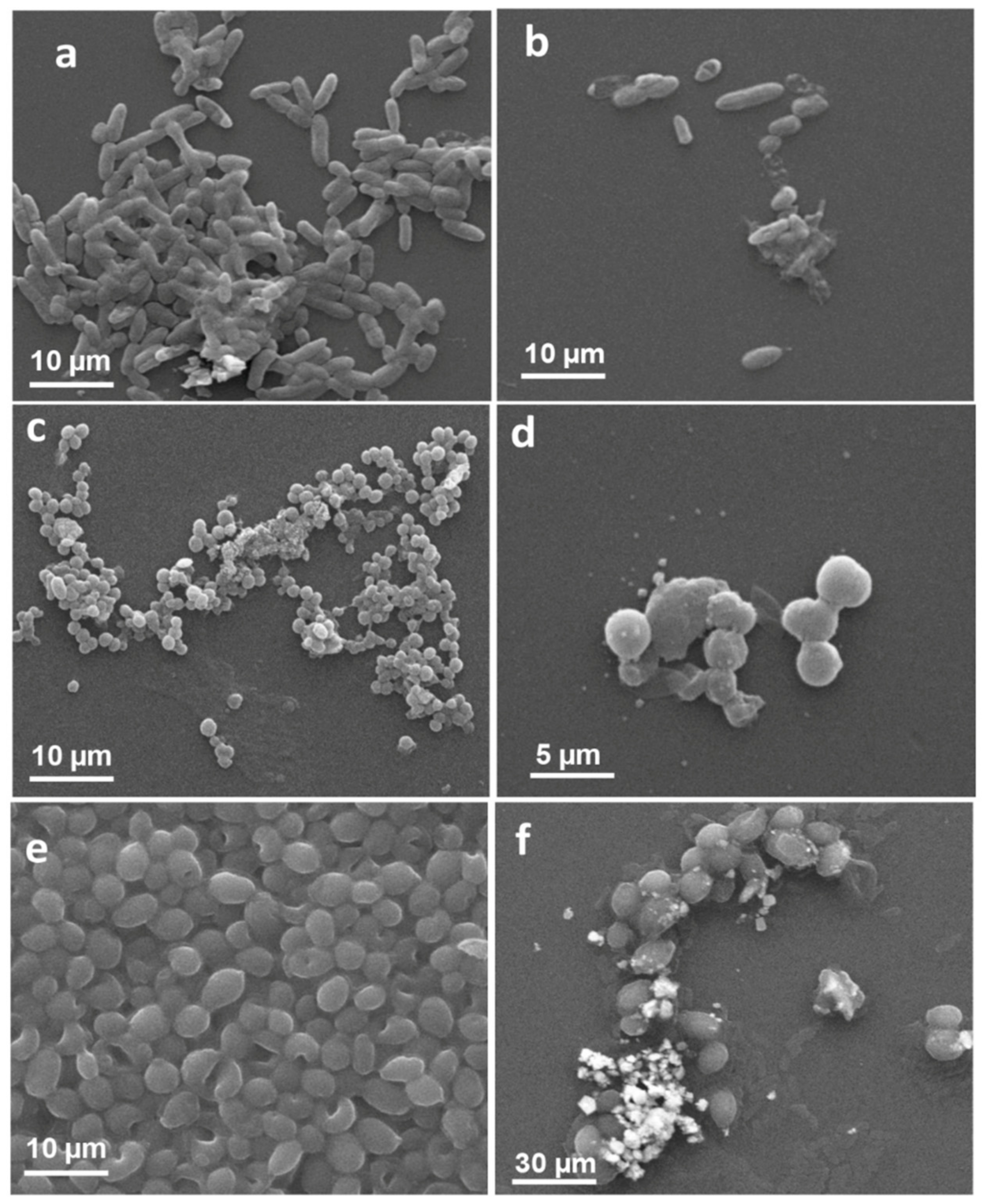 Pharmaceuticals 14 00139 g010 Pharmaceuticals 14 00139 g010