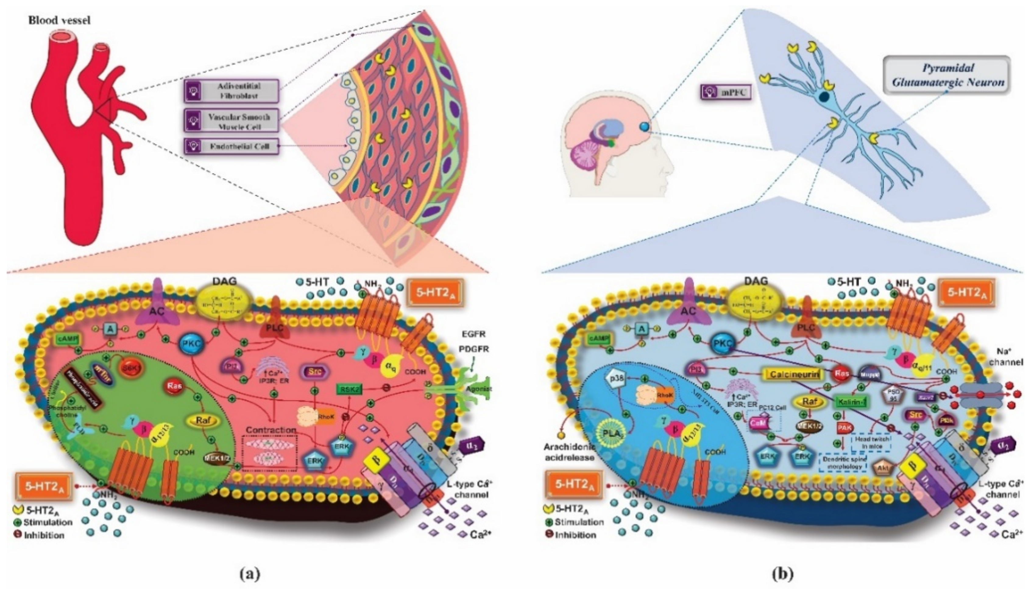 Pharmaceuticals 14 00148 g005 Pharmaceuticals 14 00148 g005
