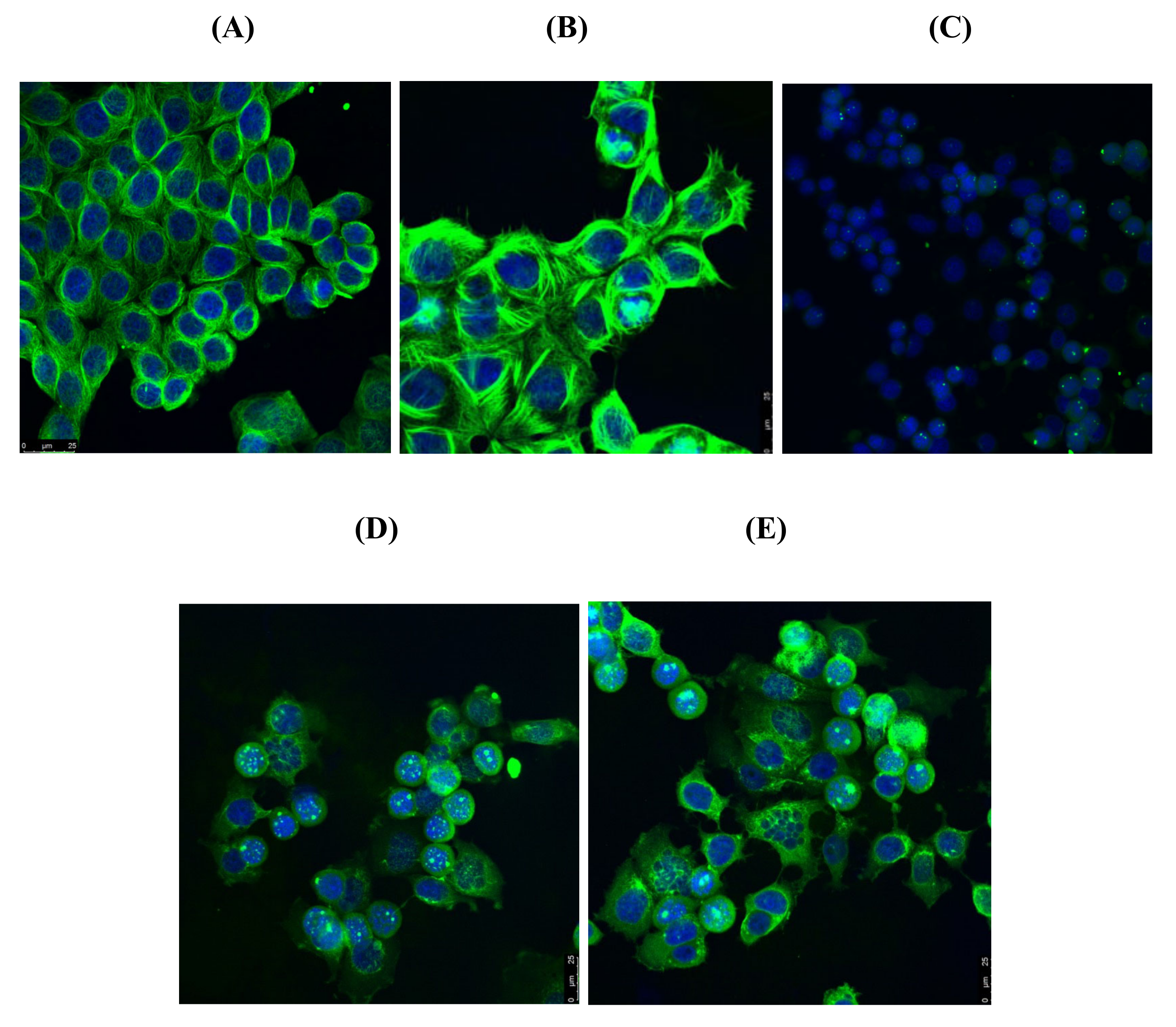 Pharmaceuticals 14 00169 g011