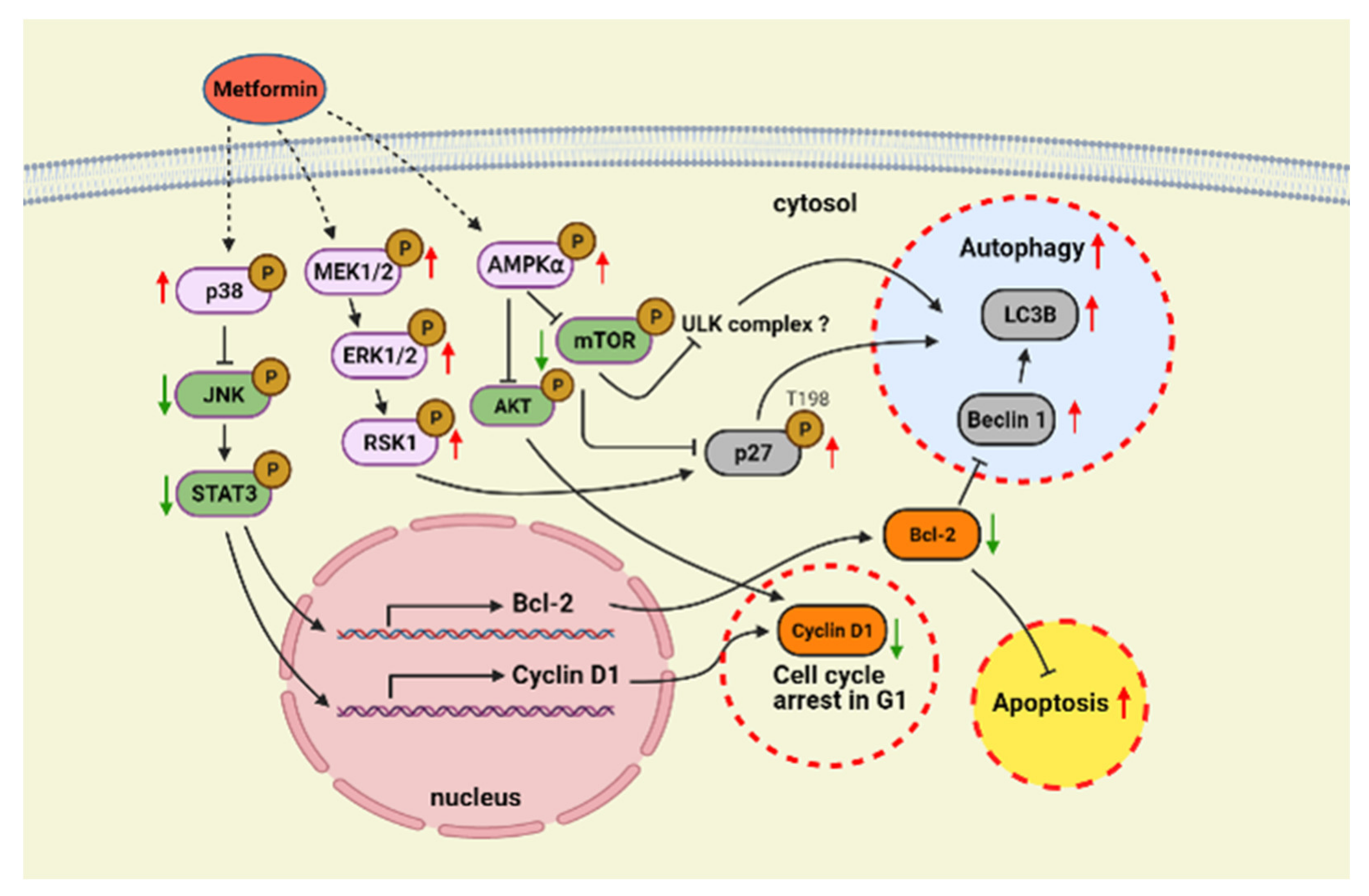 Pharmaceuticals 14 00191 g007 Pharmaceuticals 14 00191 g007