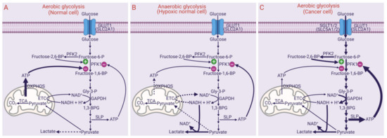SLC6A14 and SLC38A5 Drive the Glutaminolysis and Serine