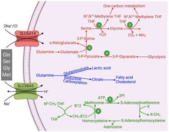 SLC6A14 and SLC38A5 Drive the Glutaminolysis and Serine