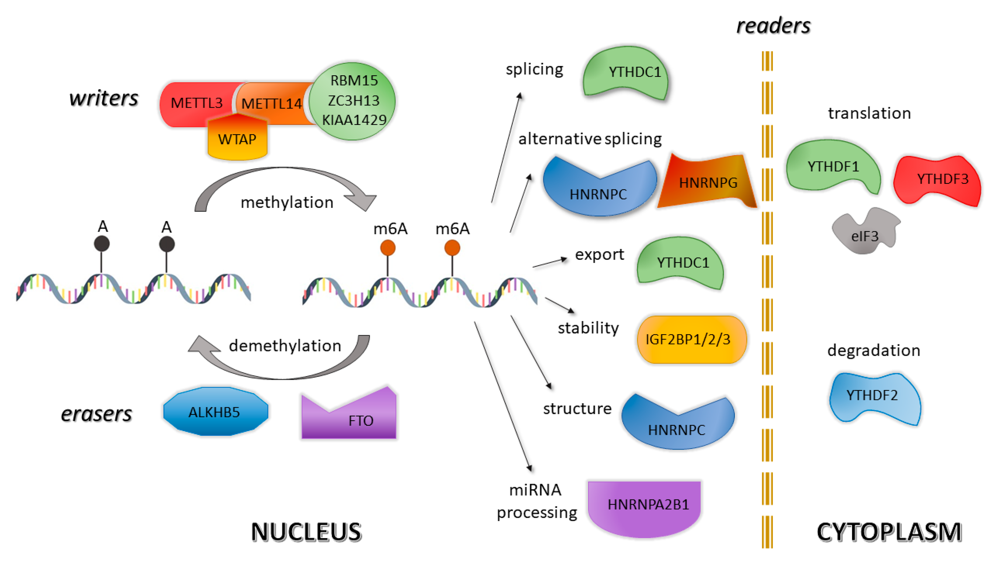 pharmaceuticals free full text m6a rna methylation in systemic autoimmune diseases a new target for epigenetic based therapy html