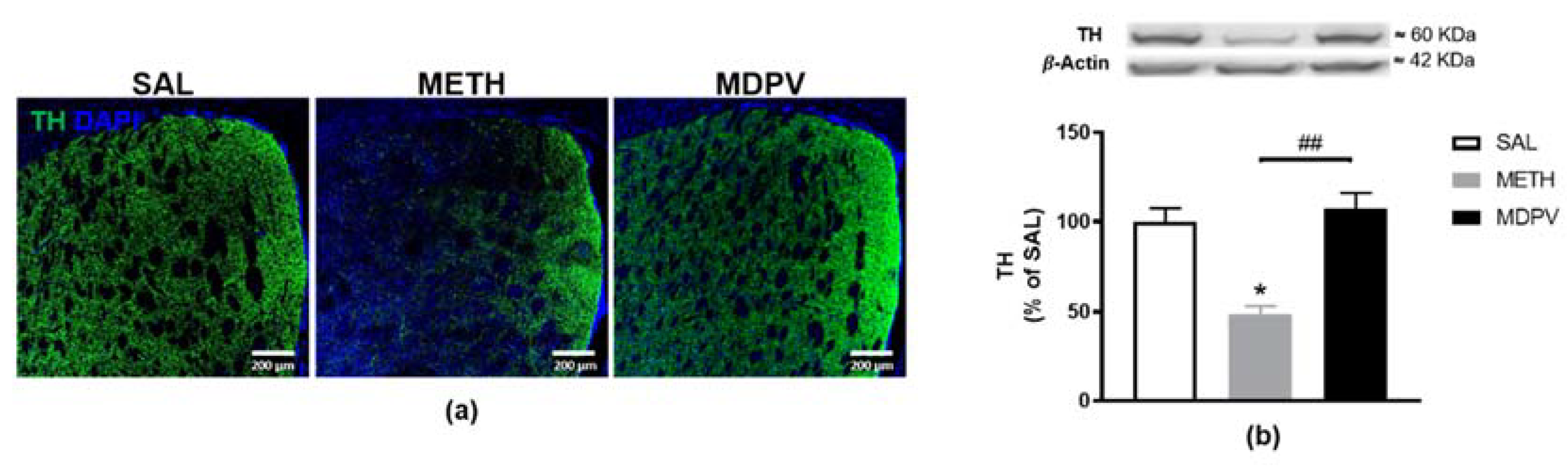 Pharmaceuticals 14 00271 g004 Pharmaceuticals 14 00271 g004