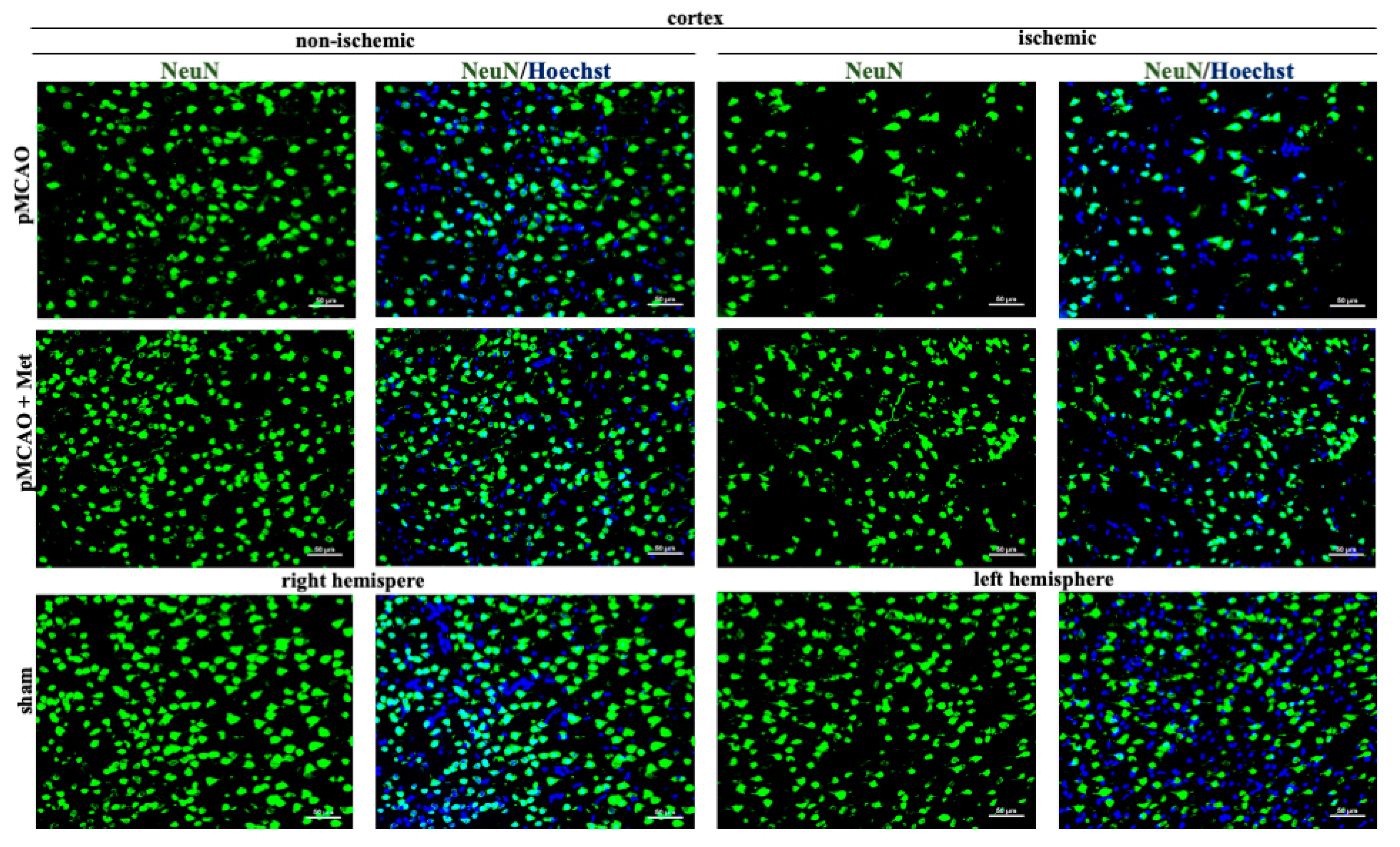 Pharmaceuticals 14 00312 g003