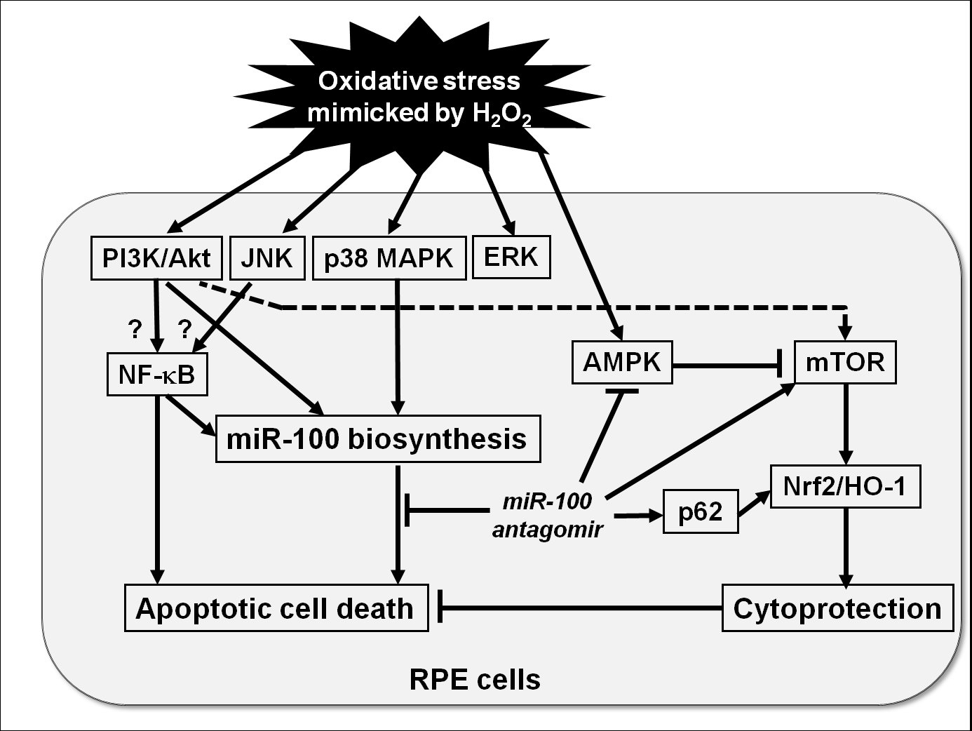 Pharmaceuticals Free Full Text Microrna 100 Mediates Hydrogen Peroxide Induced Apoptosis Of Human Retinal Pigment Epithelium Arpe 19 Cells Html