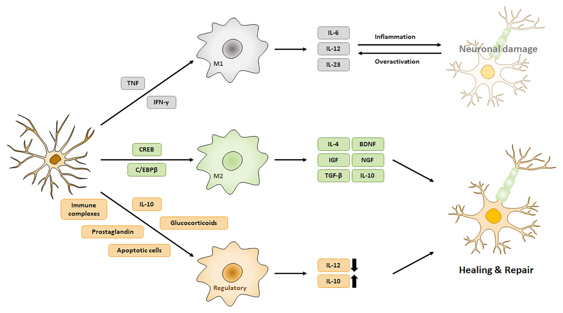 Pharmaceuticals 14 00321 g001 Pharmaceuticals 14 00321 g001