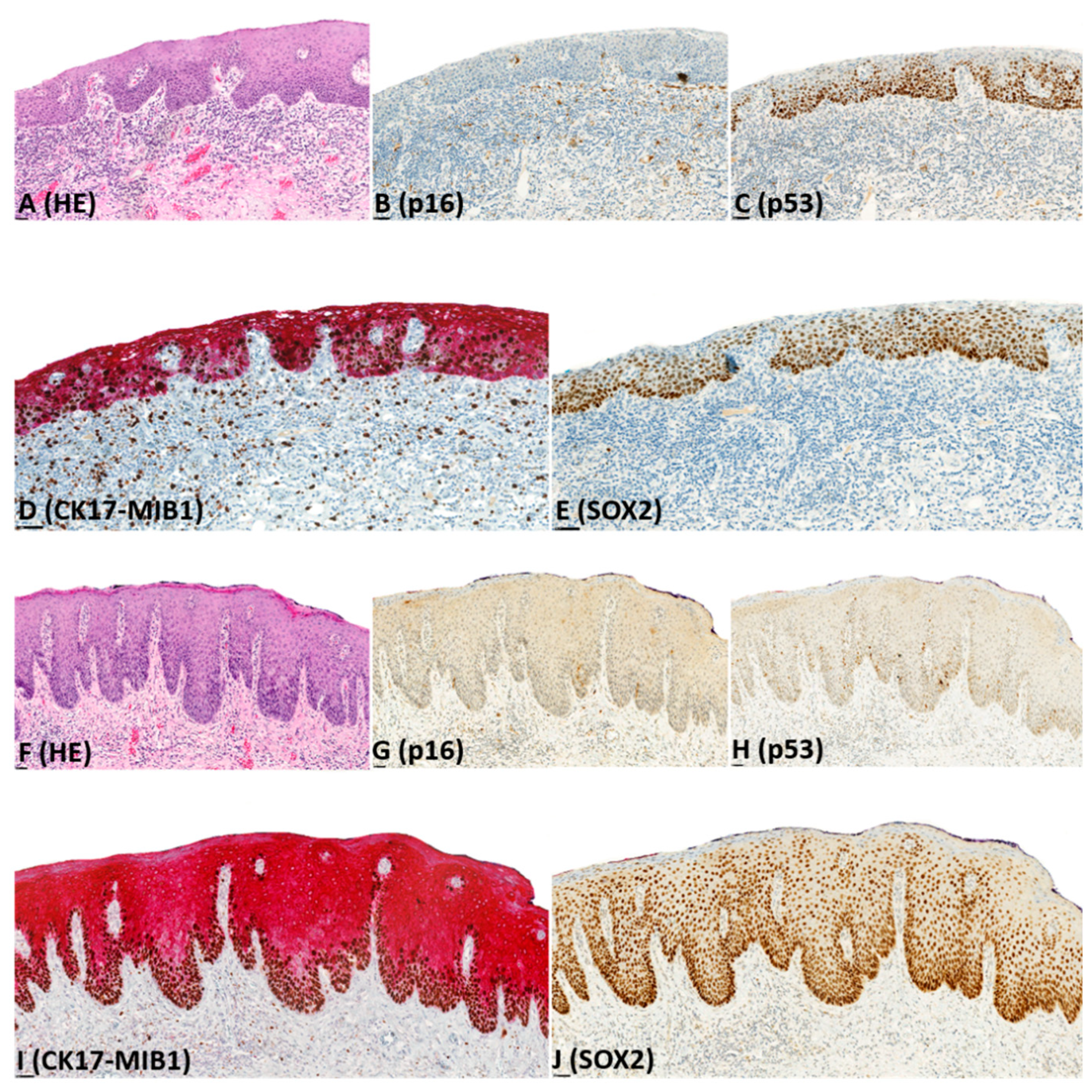 Pharmaceuticals 14 00324 g002 Pharmaceuticals 14 00324 g002