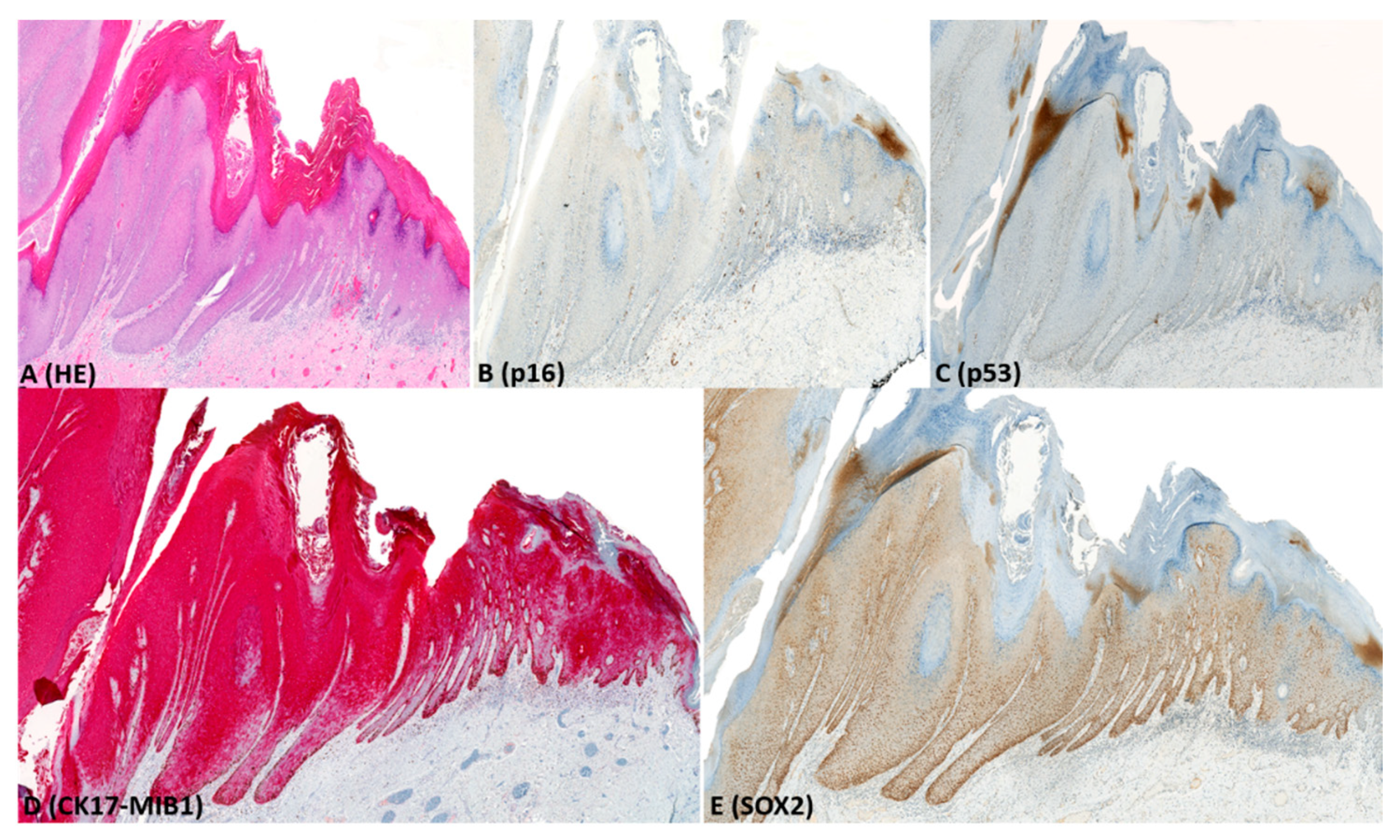 Pharmaceuticals 14 00324 g003 Pharmaceuticals 14 00324 g003