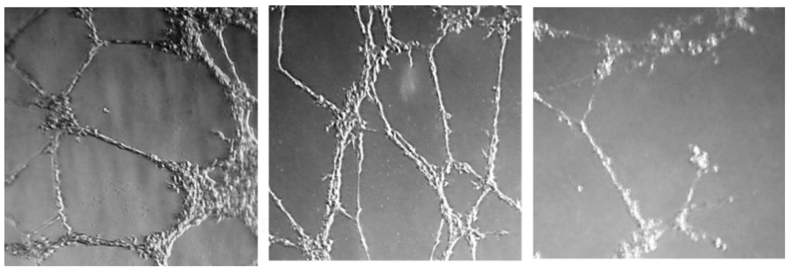 Pharmaceuticals 14 00337 g004 Pharmaceuticals 14 00337 g004