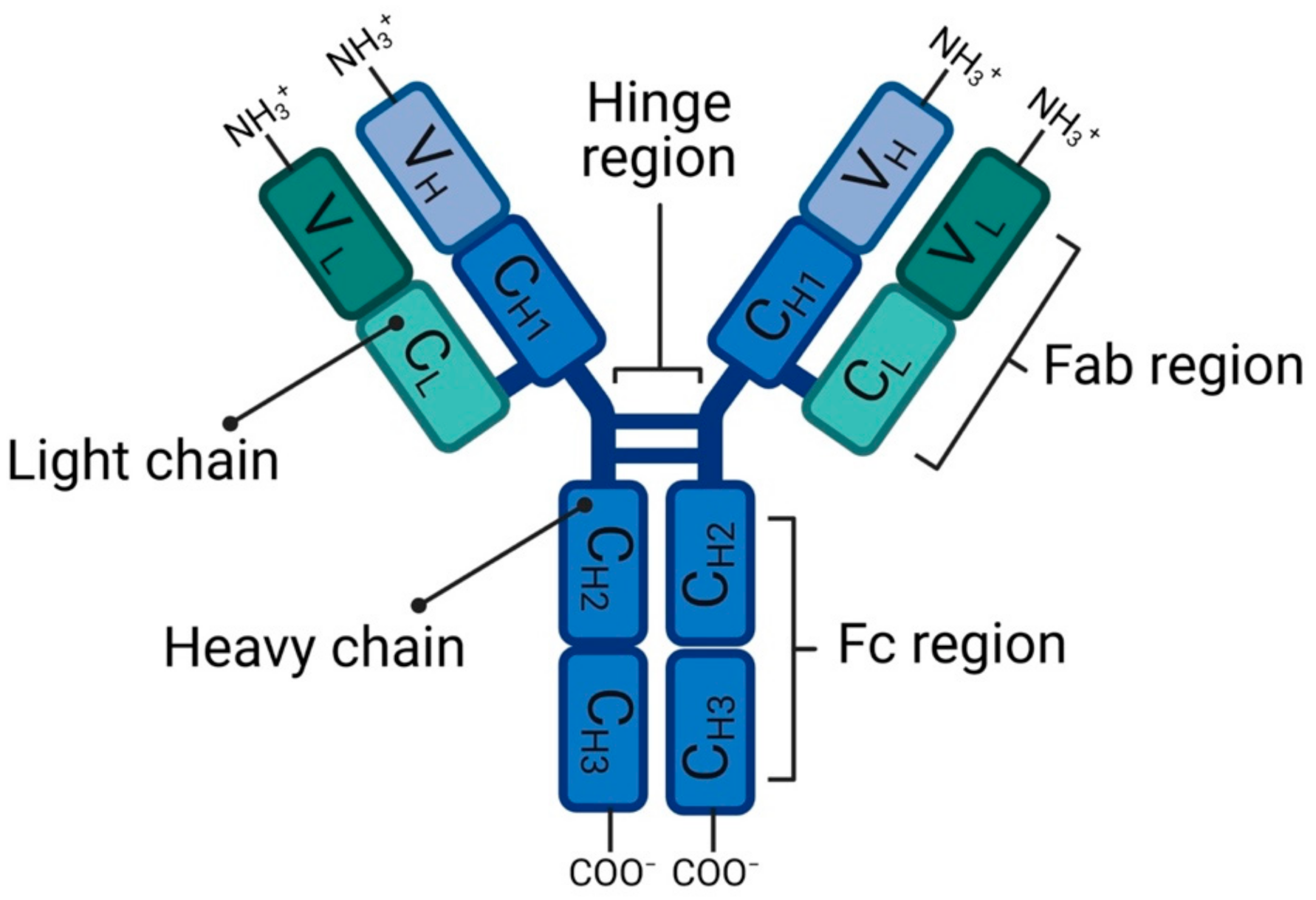 art labeling activity antibody structure kathyvanzeelandpurse