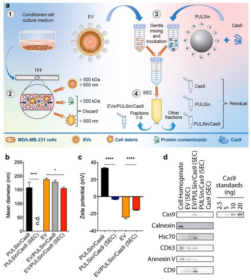 18、21、23 A Simple and Quick Method for Loading Proteins in