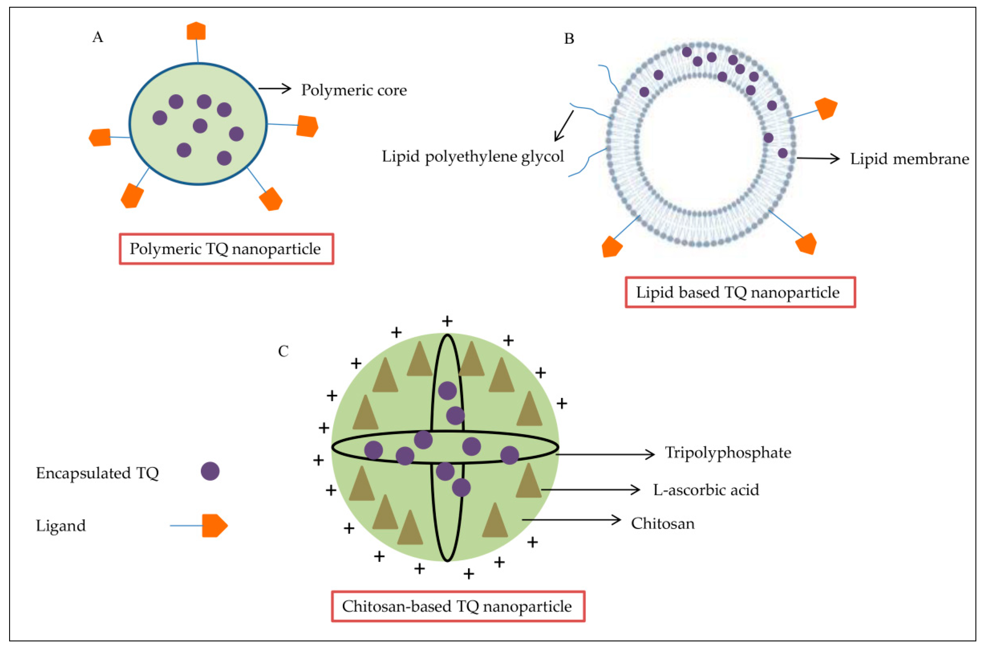 Pharmaceuticals Free Full Text Thymoquinone As A Novel Therapeutic Candidate Of Cancers Html