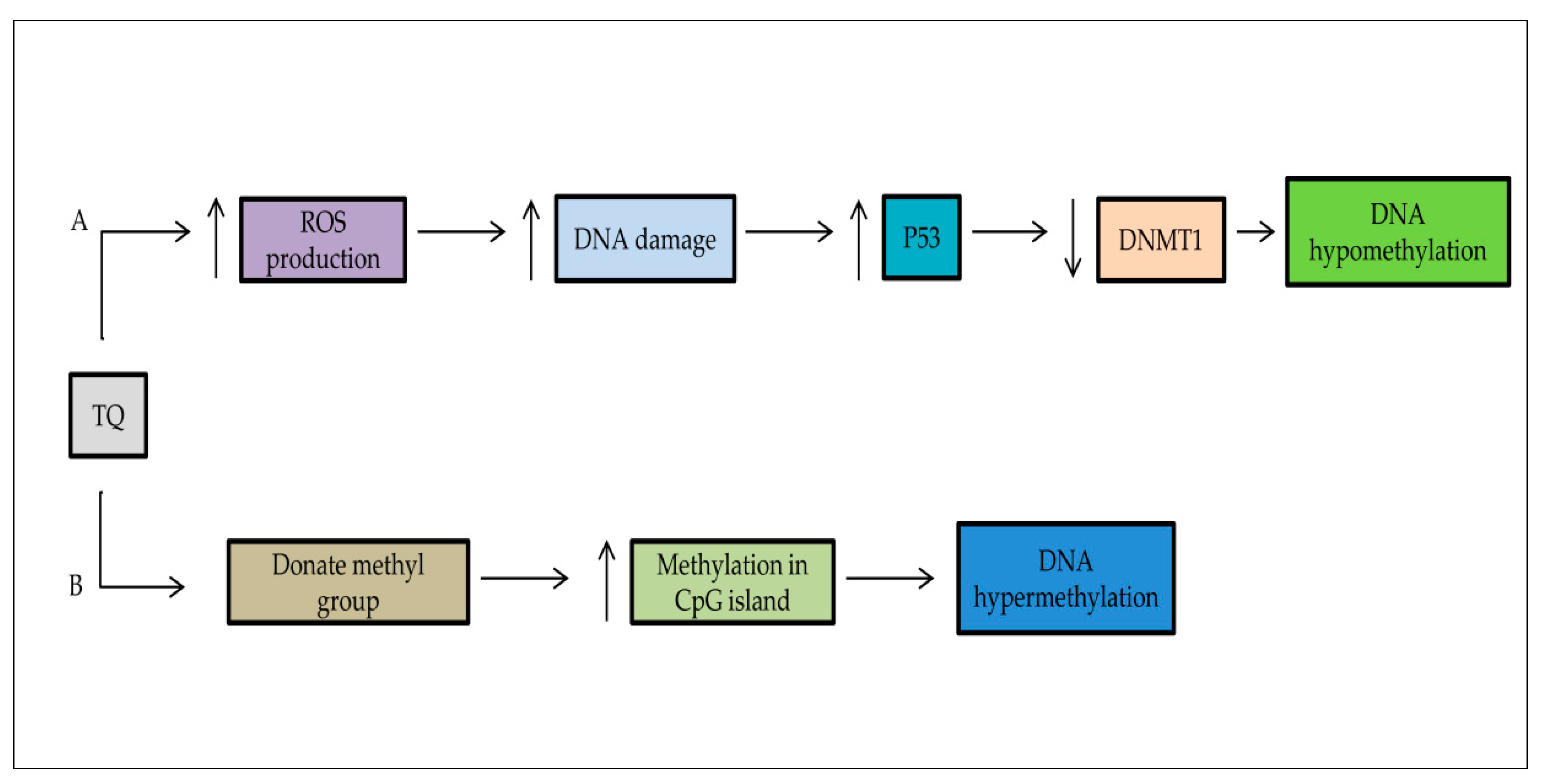 Pharmaceuticals Free Full Text Thymoquinone As A Novel Therapeutic Candidate Of Cancers Html