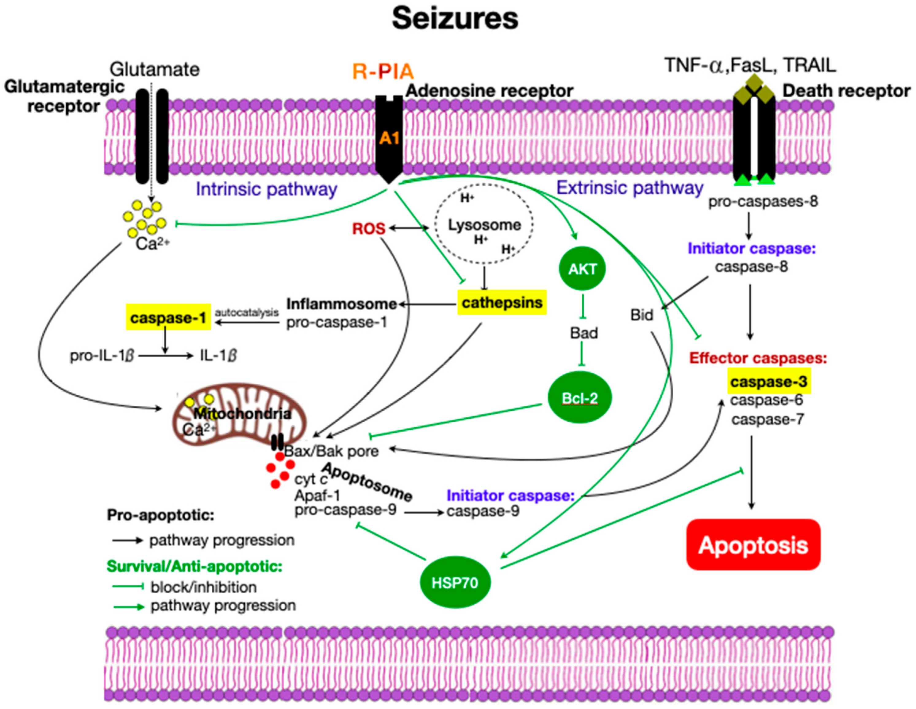 Pharmaceuticals 14 00376 g006
