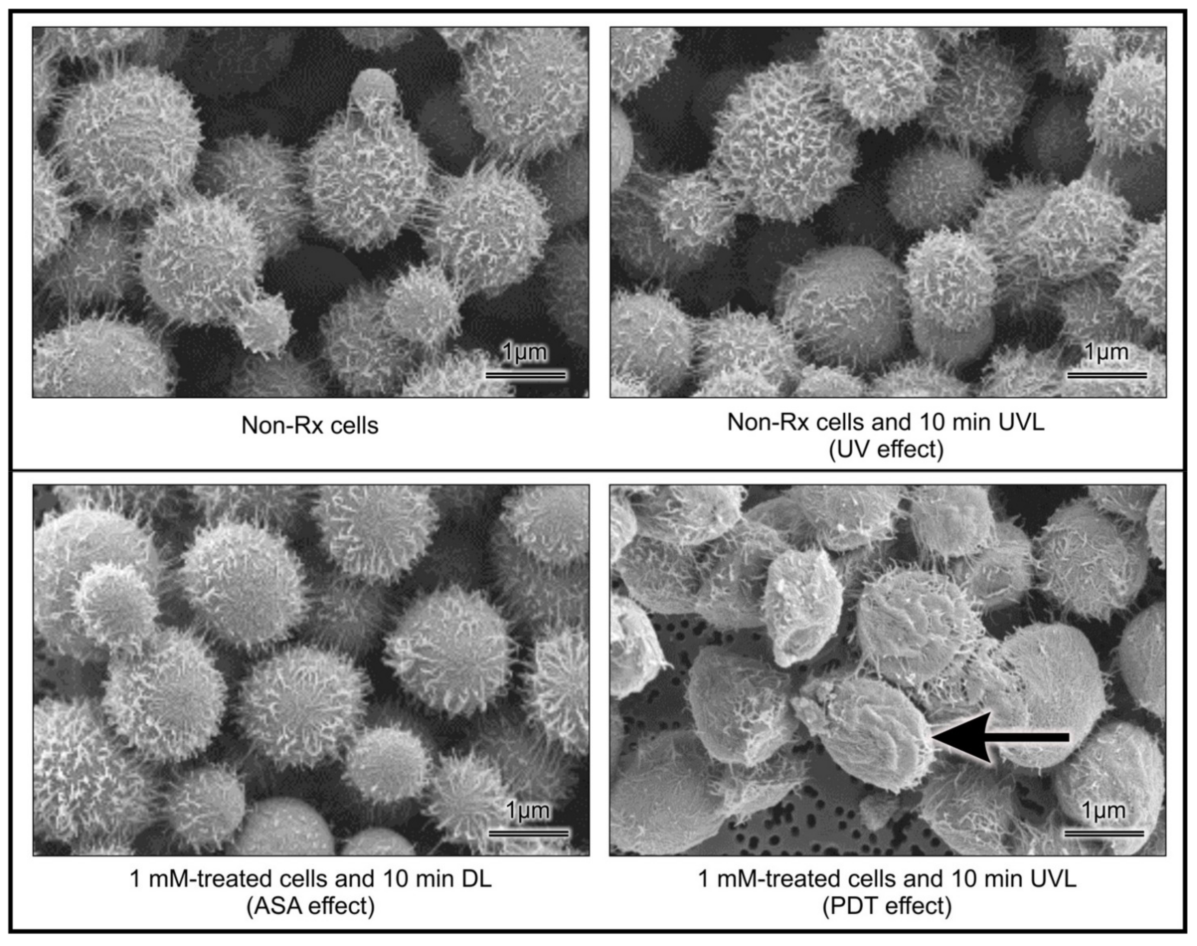 Pharmaceuticals 14 00404 g004