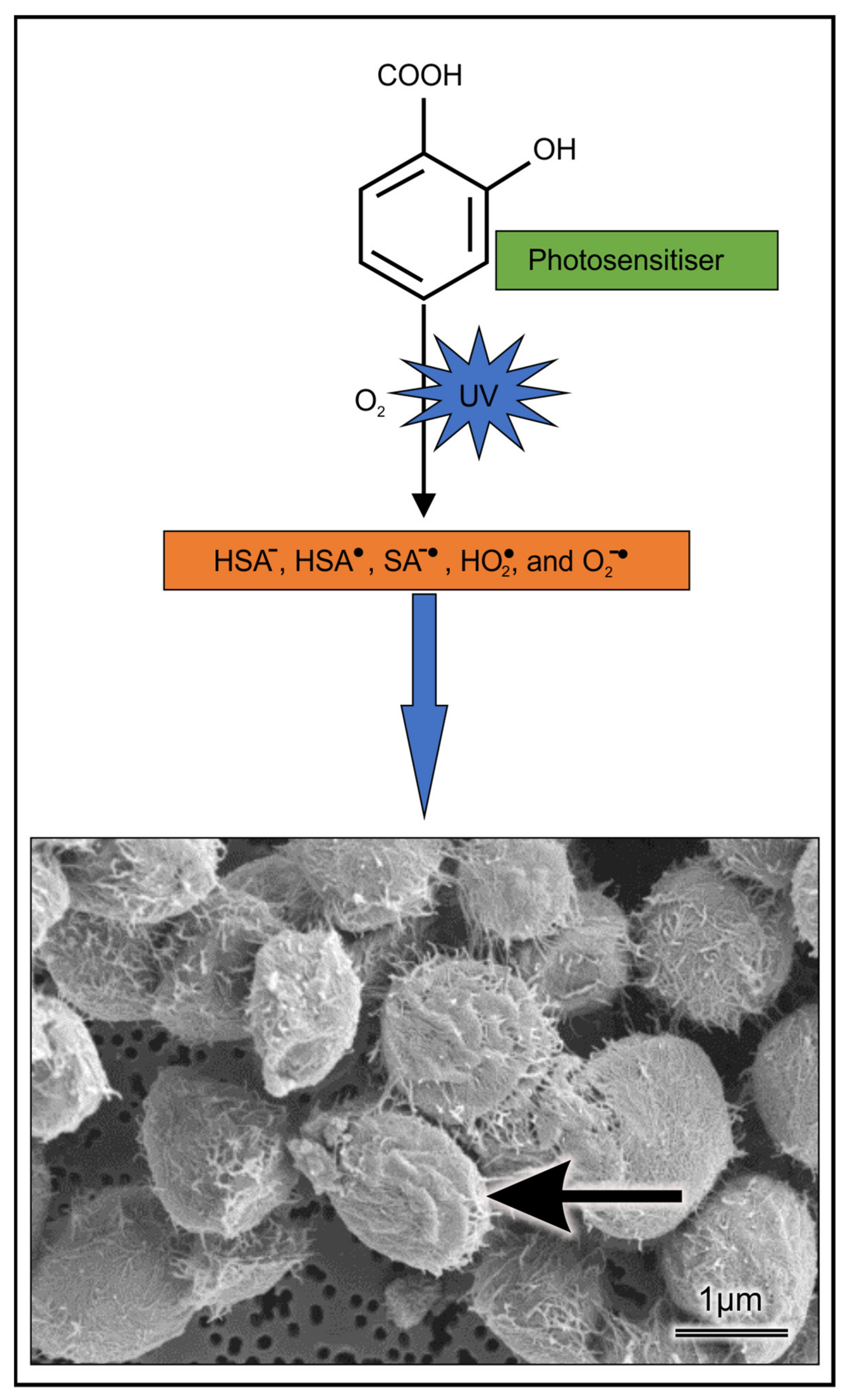 Pharmaceuticals 14 00404 g009