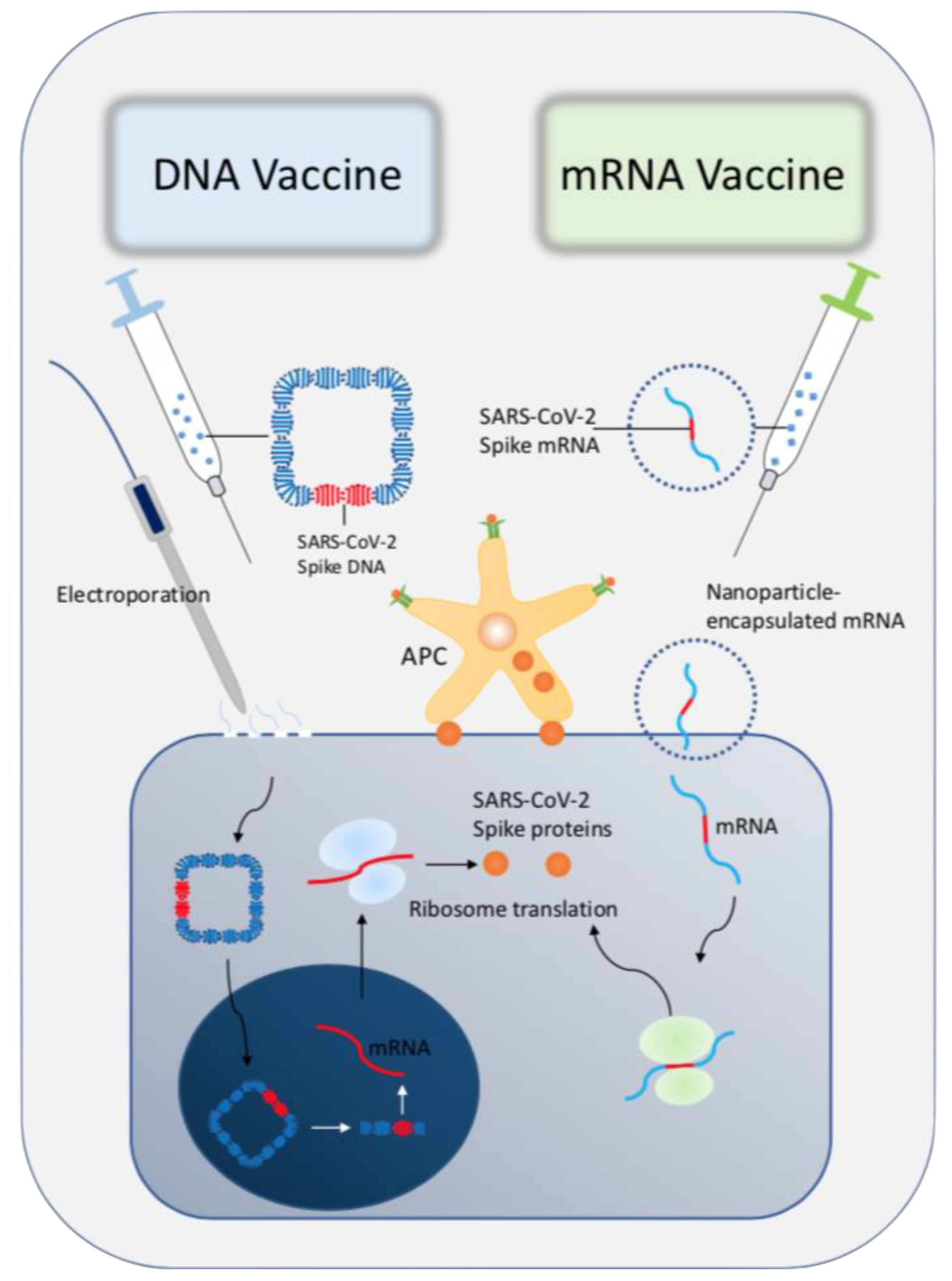 Difference between covid vaccines