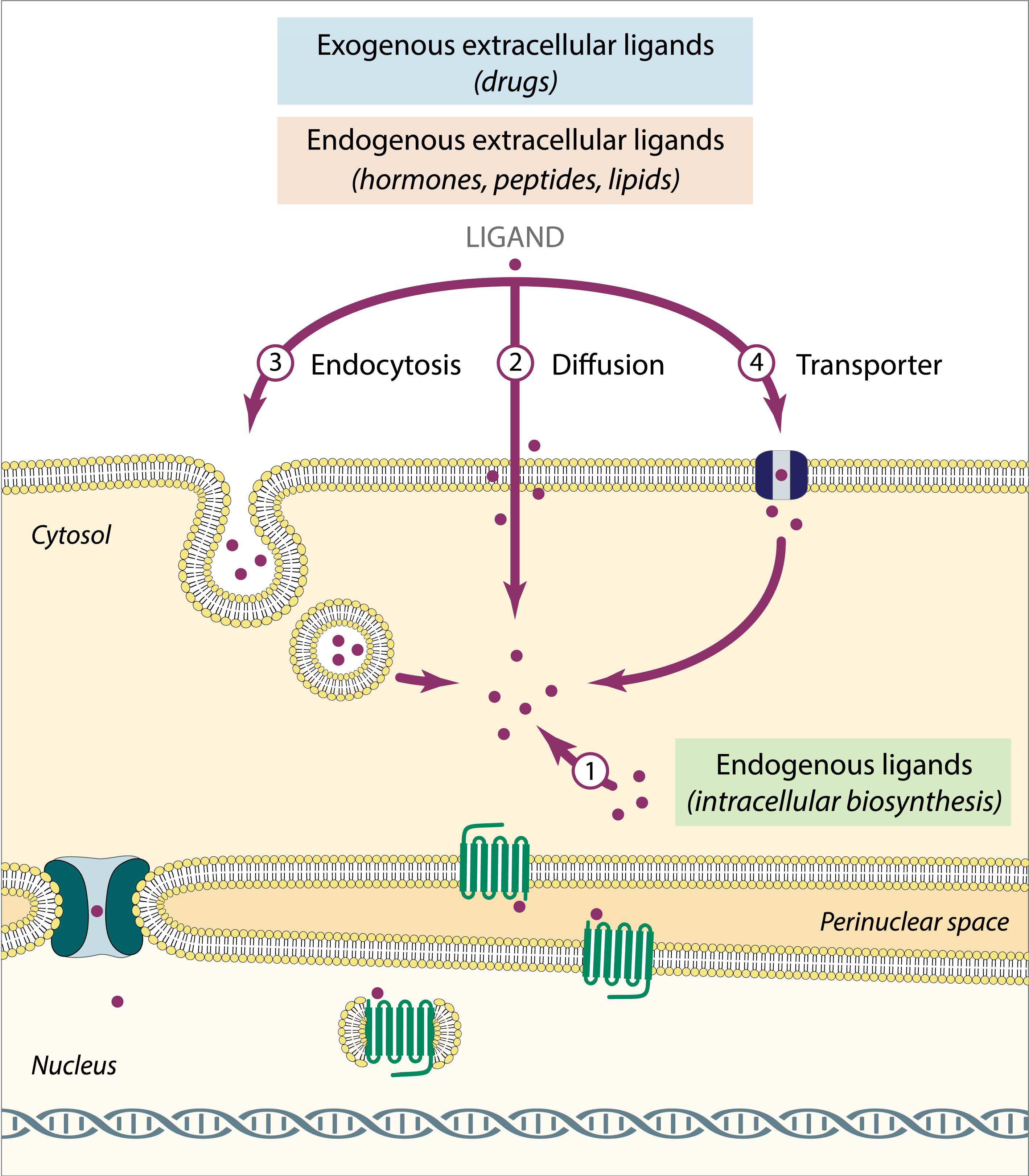 Pharmaceuticals Free Full Text Insights Into Nuclear G Protein Coupled Receptors As Therapeutic Targets In Non Communicable Diseases Html